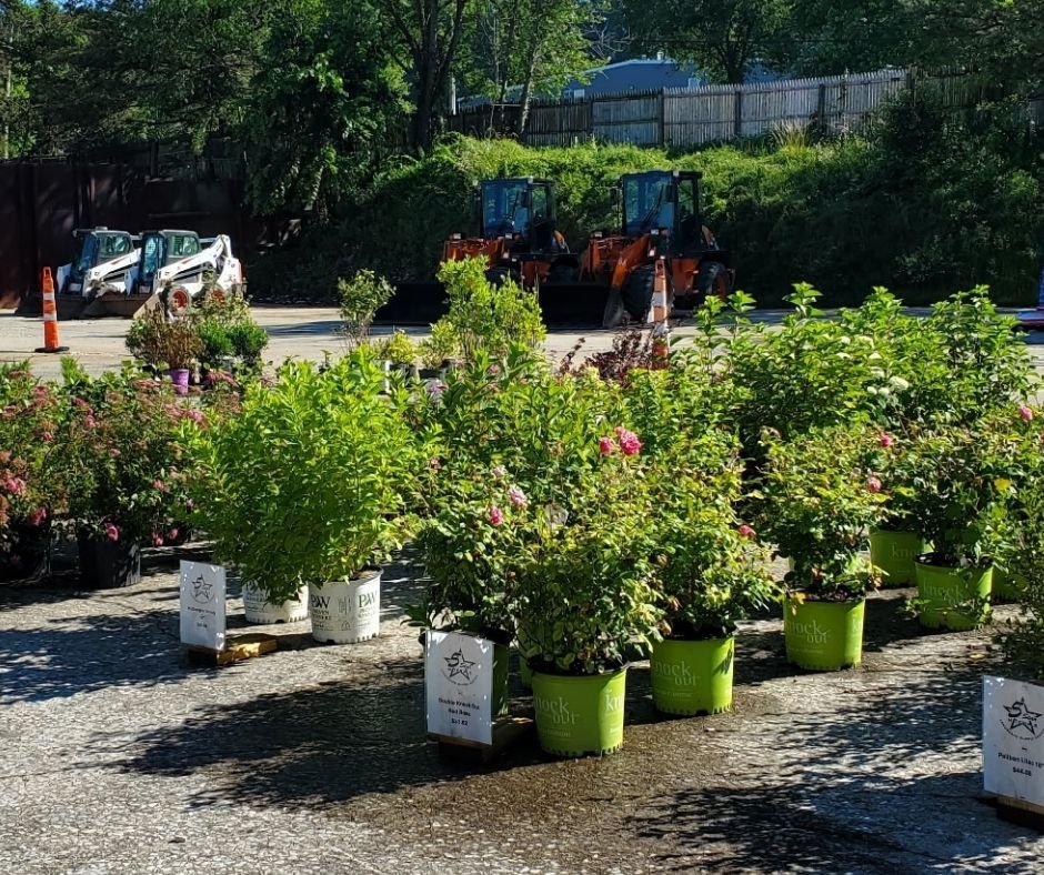 Shrubs and Trees