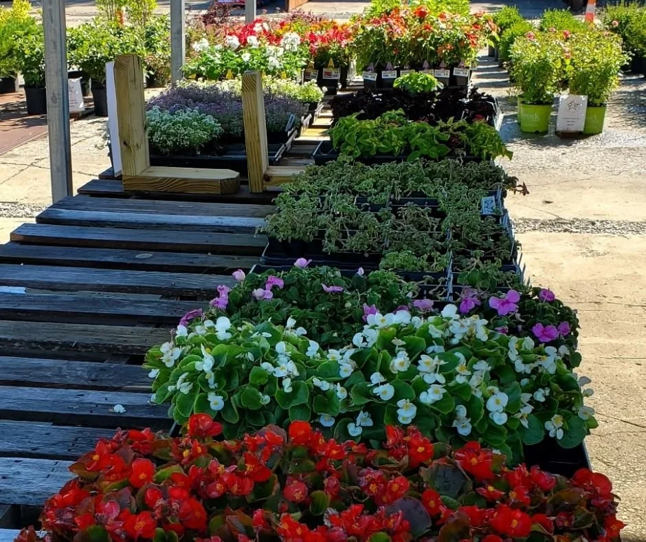 Seasonal Flowers for Zone 6