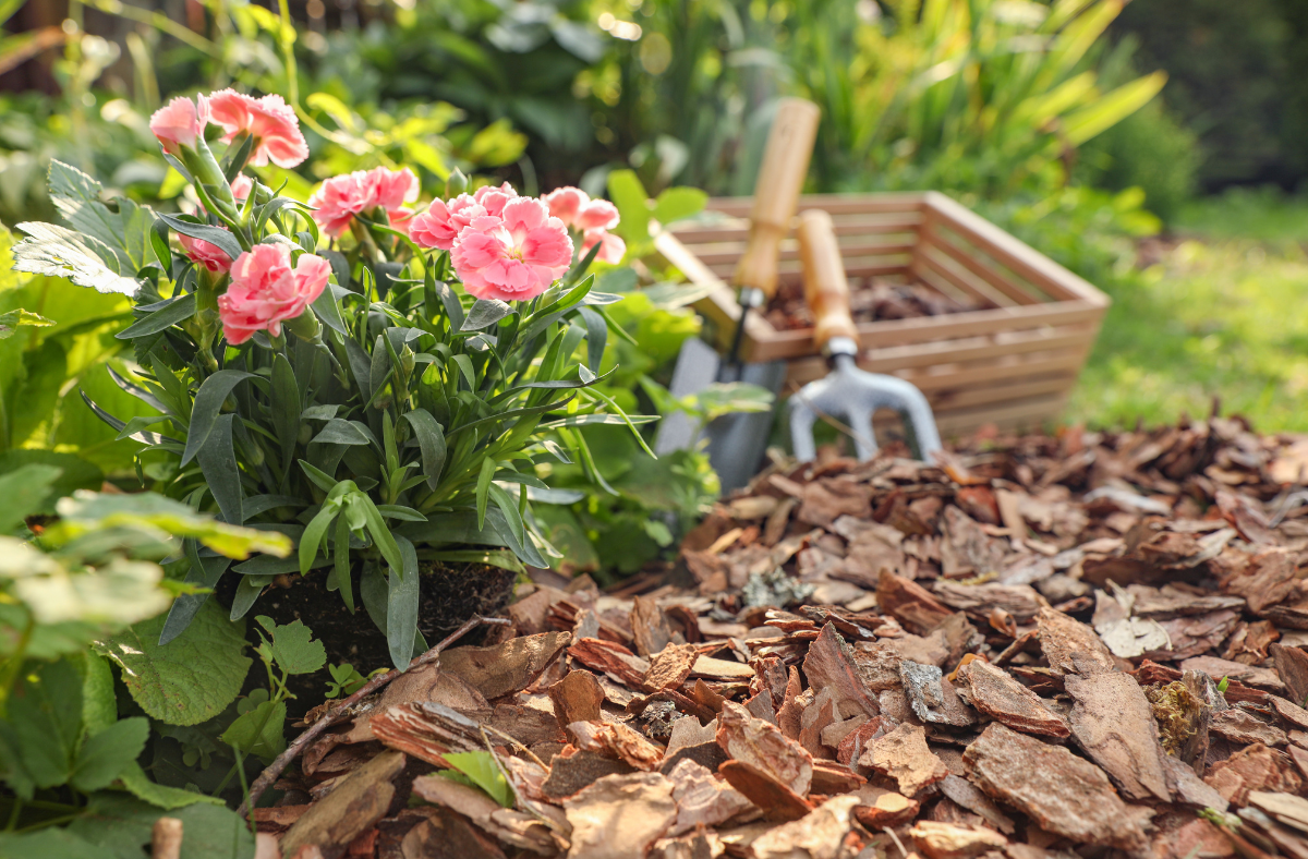 Pink flowers blooming in a garden bed with fresh mulch and gardening tools nearby
