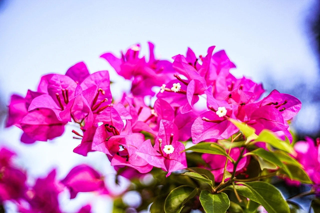 nguyenthienlong-flowers-6637007_1280.jpg