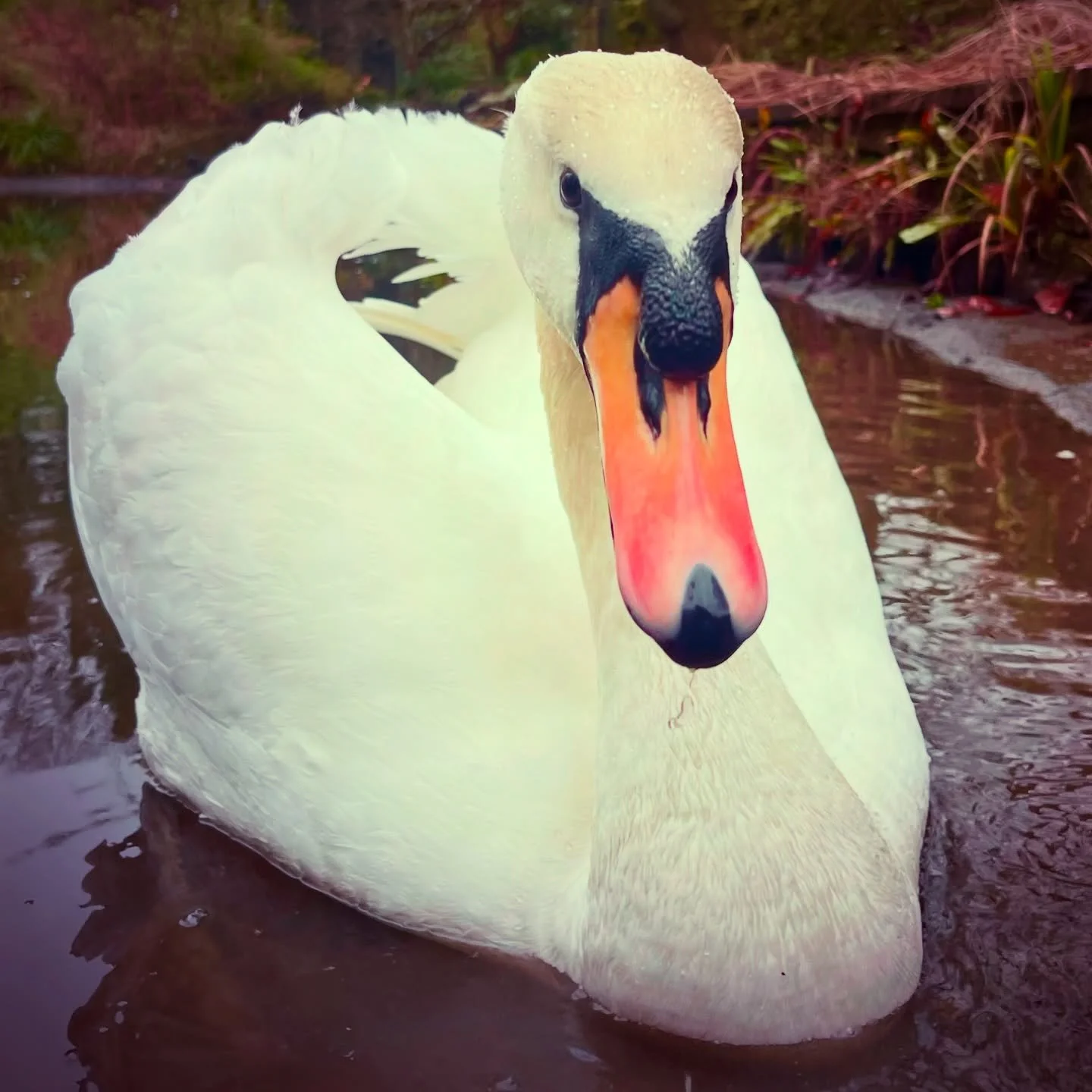 Meet Syd.
 
Syd is a swan who is the boss at the Cotton Mill where I live in West Yorkshire. 

Syd is magnificent, unbothered, and completely in charge. But also a demanding diva. Squawking under my window at all hours, crashing ungainly into the lak