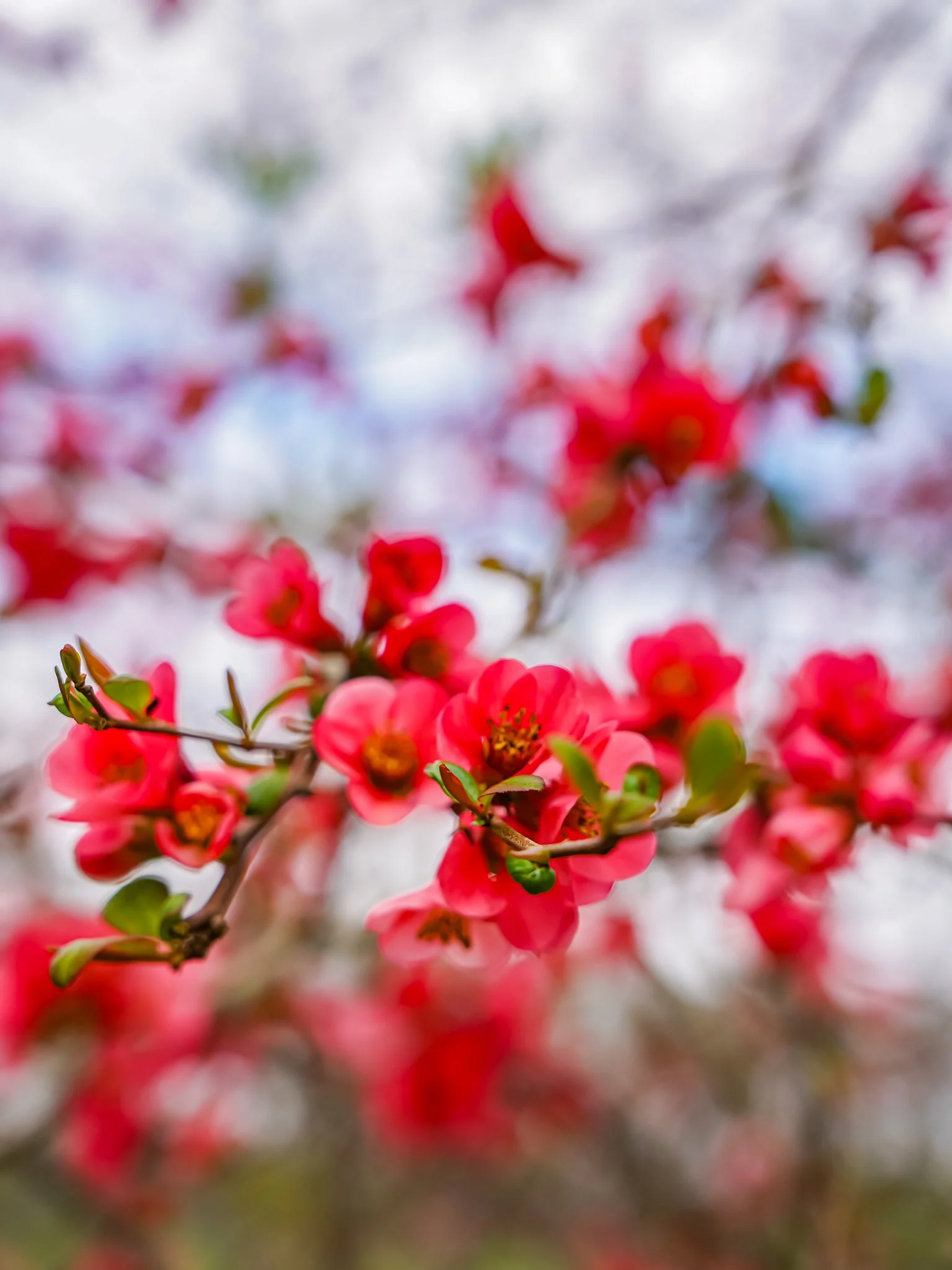 RmariusB Waldorf 9.jpg