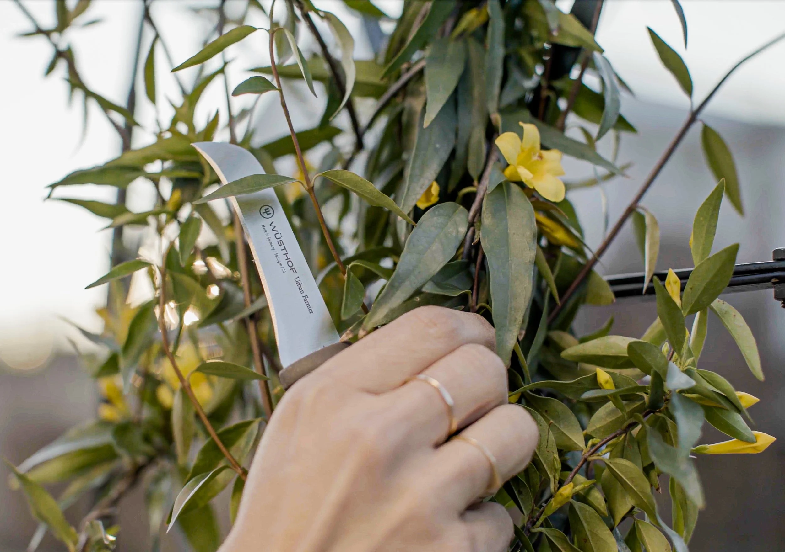 Close-up of a hand holding a leafy branch of a plant with small yellow flowers, a label attached to the plant showing the brand 'Wüsthof'.