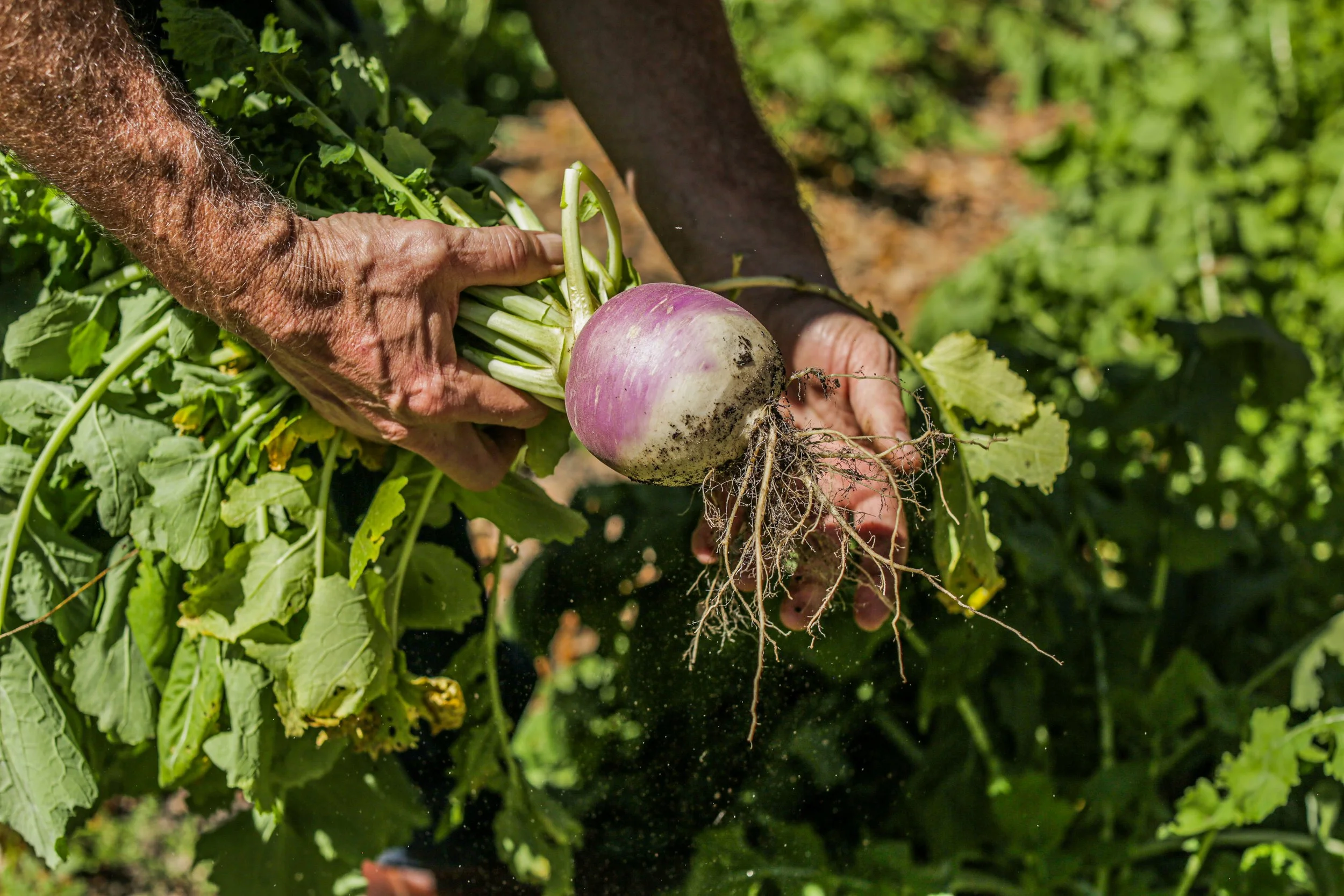 Person harvesting a large, purple and white radish from a garden or farm, with soil and green leaves in the background.