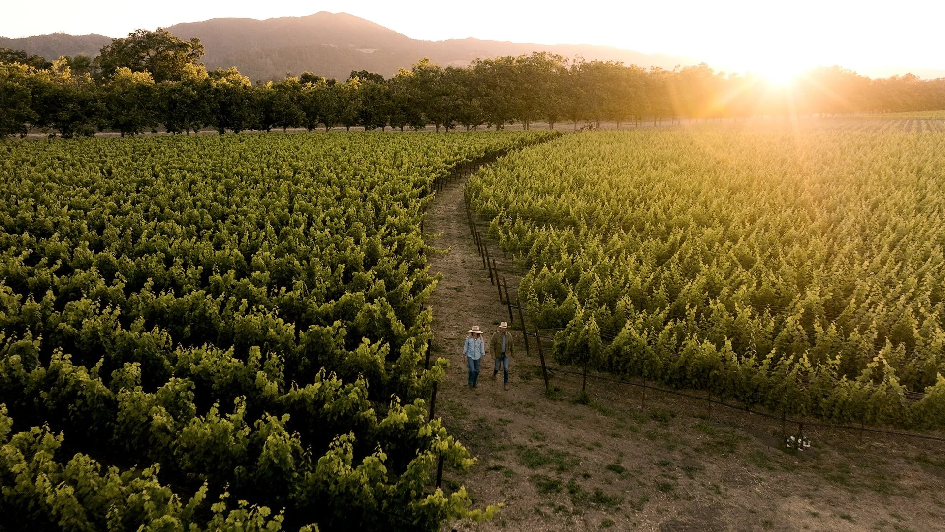Two people walking through a vineyard at sunset, with lush green grapevines on either side and trees in the background.