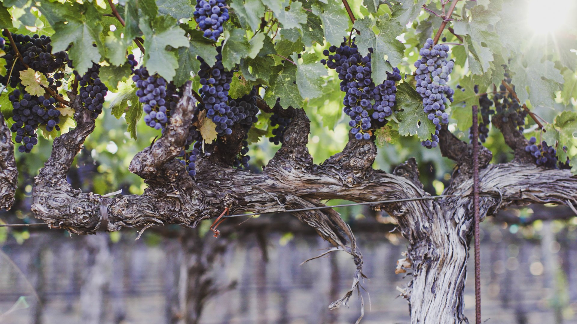 Close-up of a grapevine with purple grapes hanging from the twisted, gnarled trunk and lush green leaves, sunlight shining through.