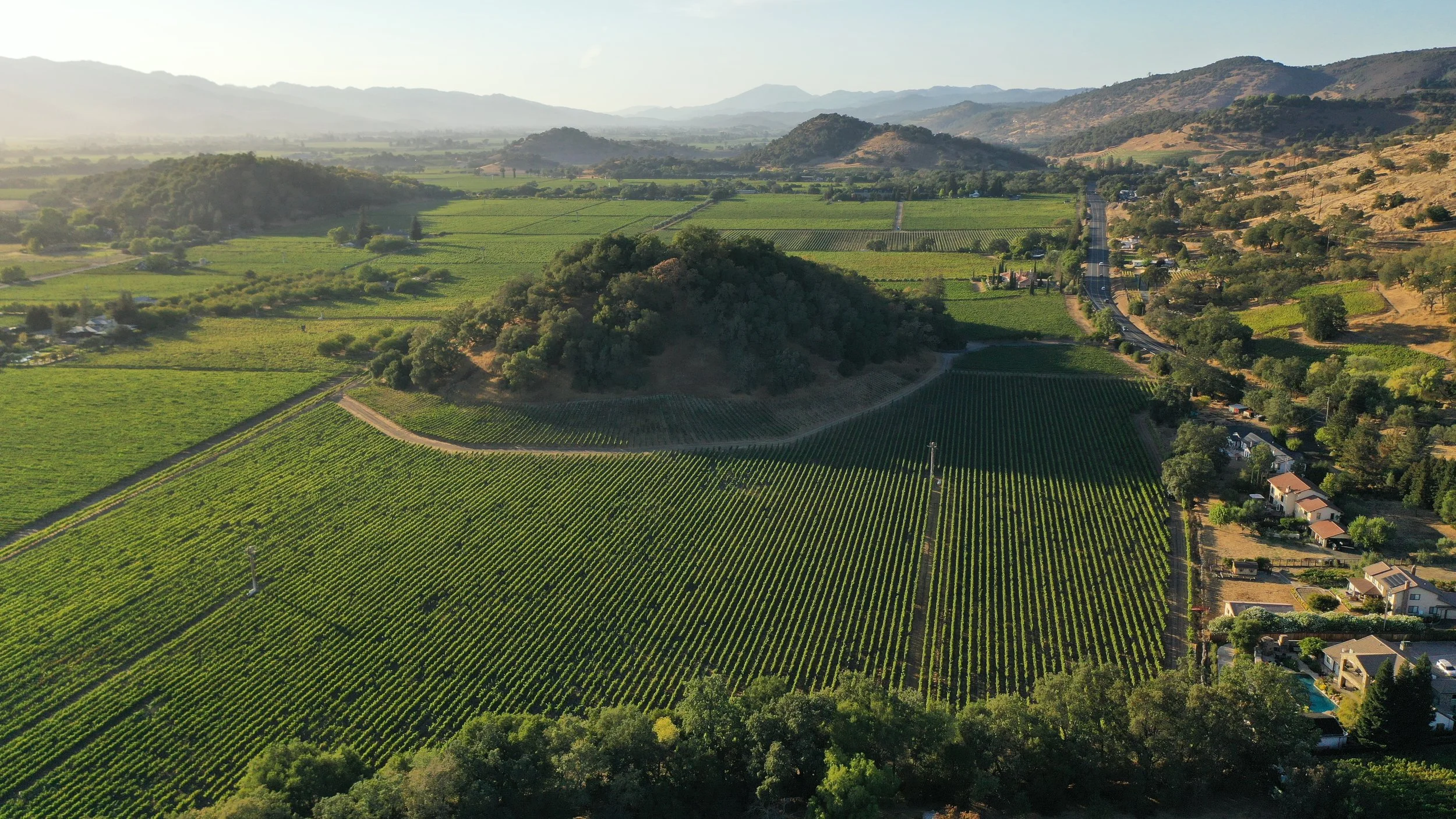 Aerial view of a lush green vineyard with orderly rows of grapevines, surrounding rolling hills, and a small residential area on the right side, with distant mountains in the background.