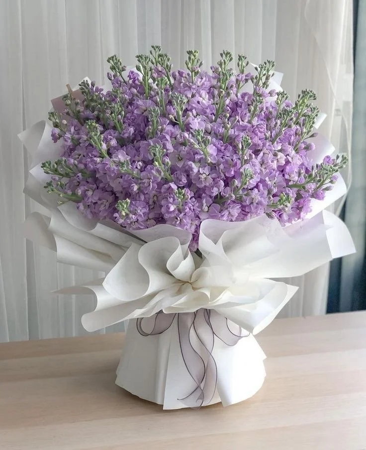 Lavender Cloud