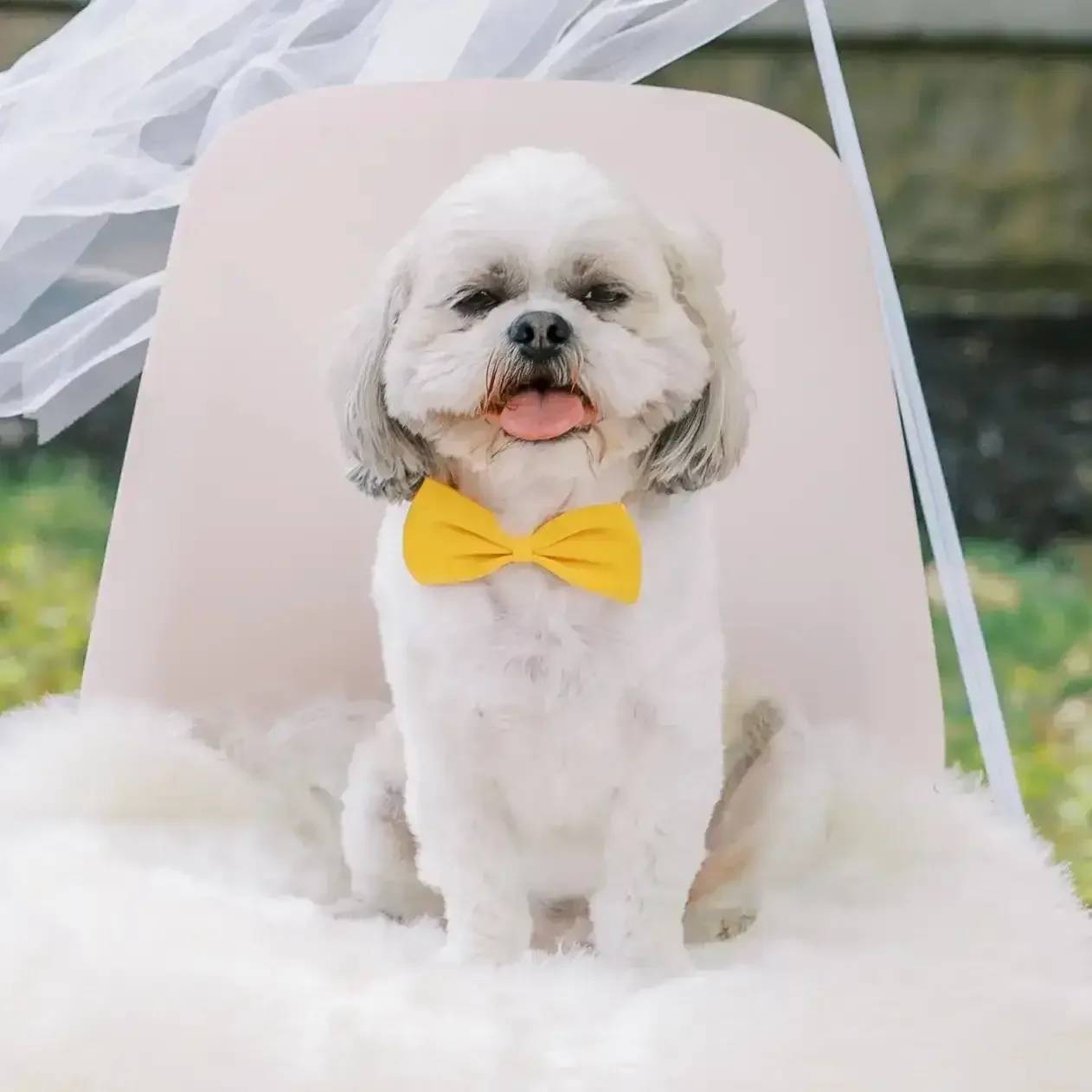 A white fluffy dog, named Chewy with a yellow bow tie sitting on a soft white surface inside a tent with green outdoor background.