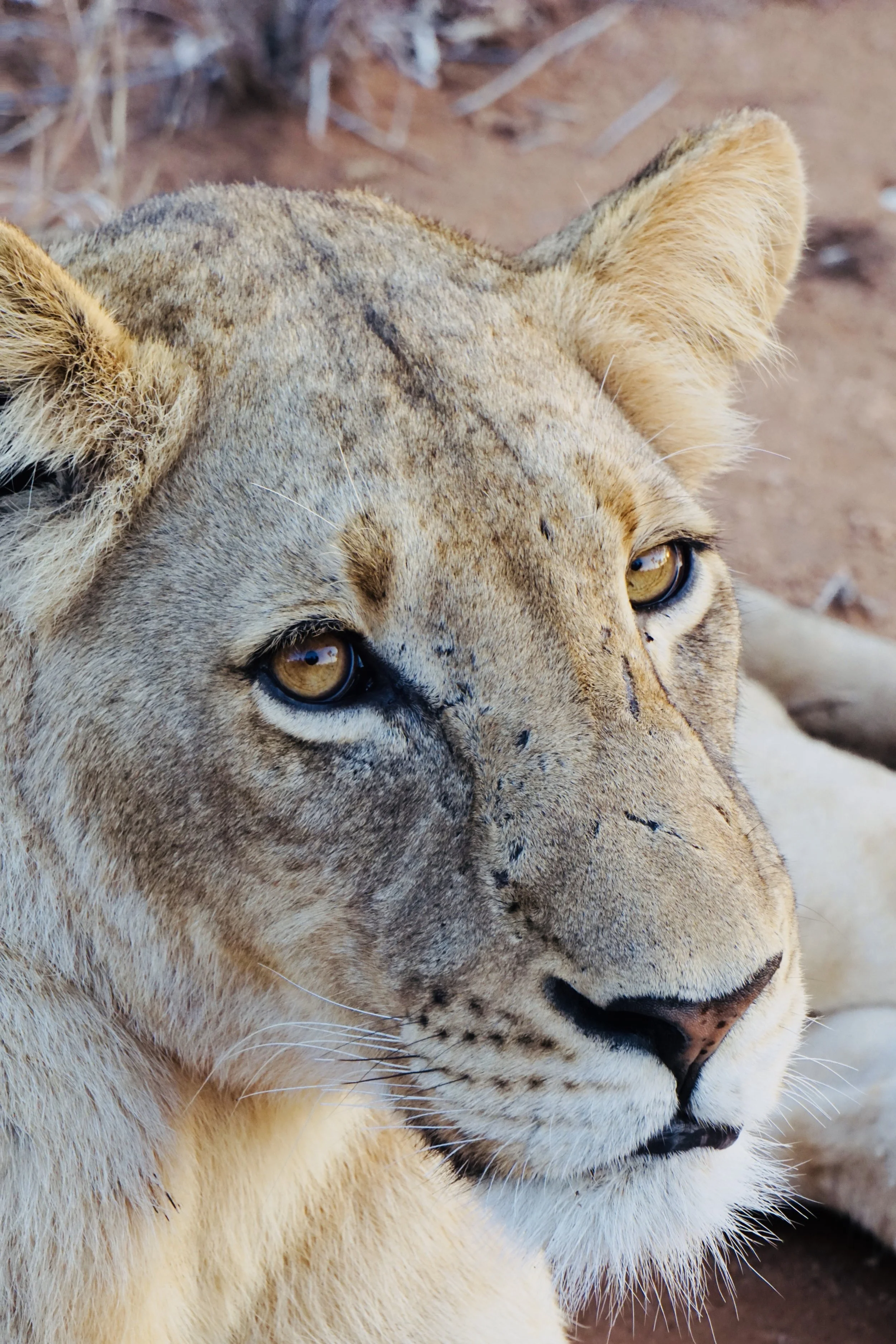 Close-up of a lioness's face showing her golden eyes, fur, and part of her nose, with a desert-like background.