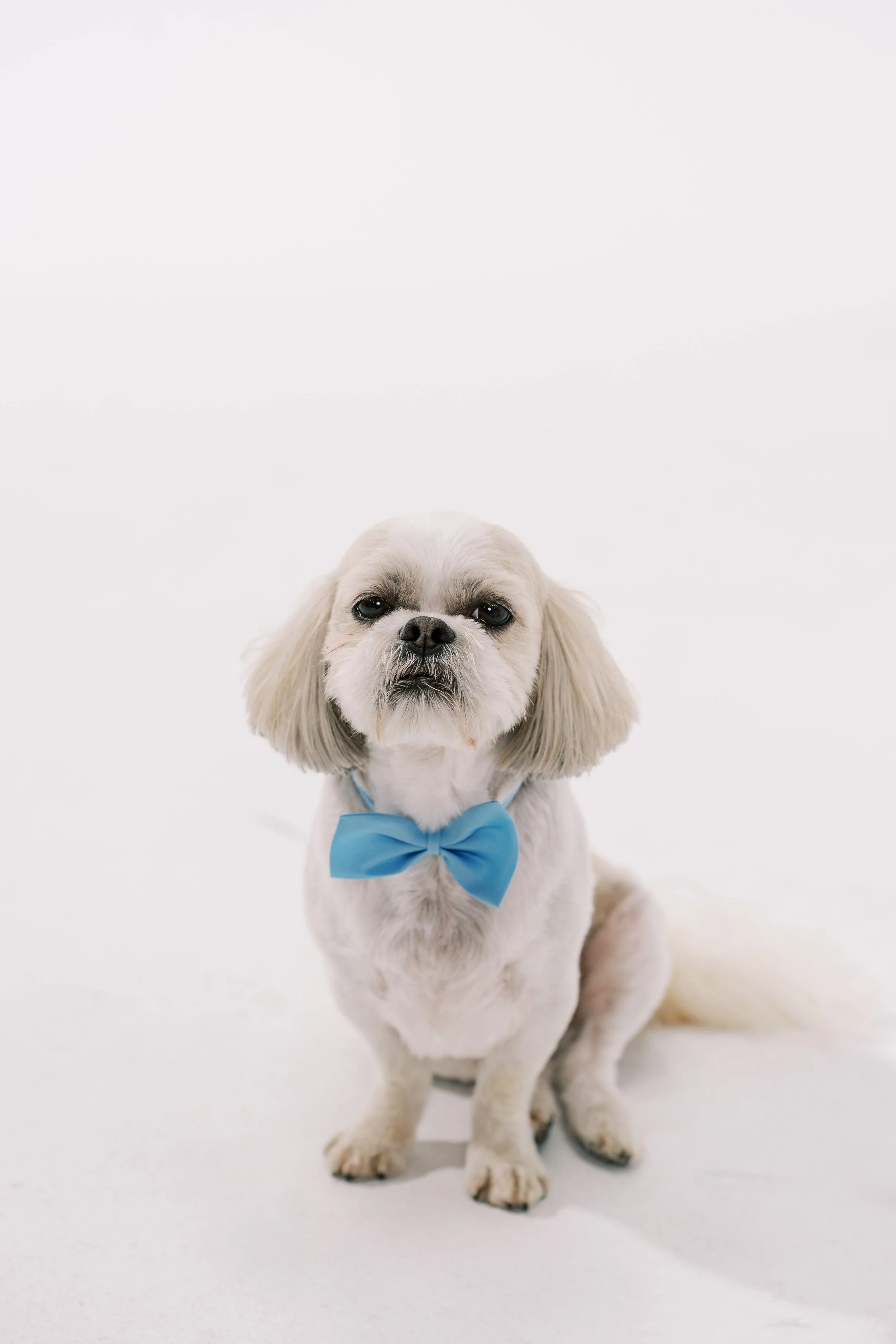 A small white dog, named Chewy, with long ears and black eyes, wearing a blue bow tie, sitting against a white background.