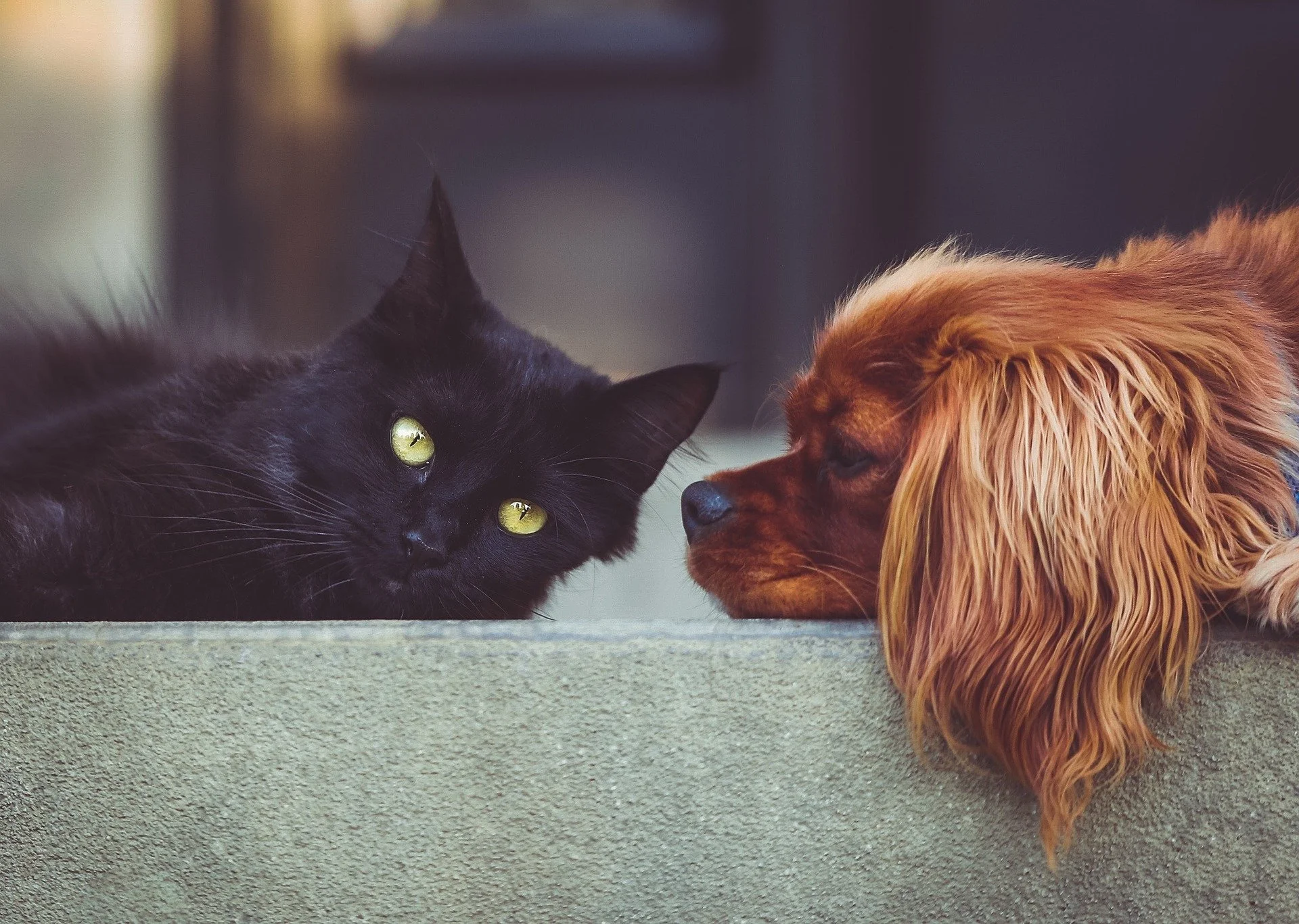 A black cat lying on the floor and a brown dog with long ears and floppy fur close to each other, touching noses.