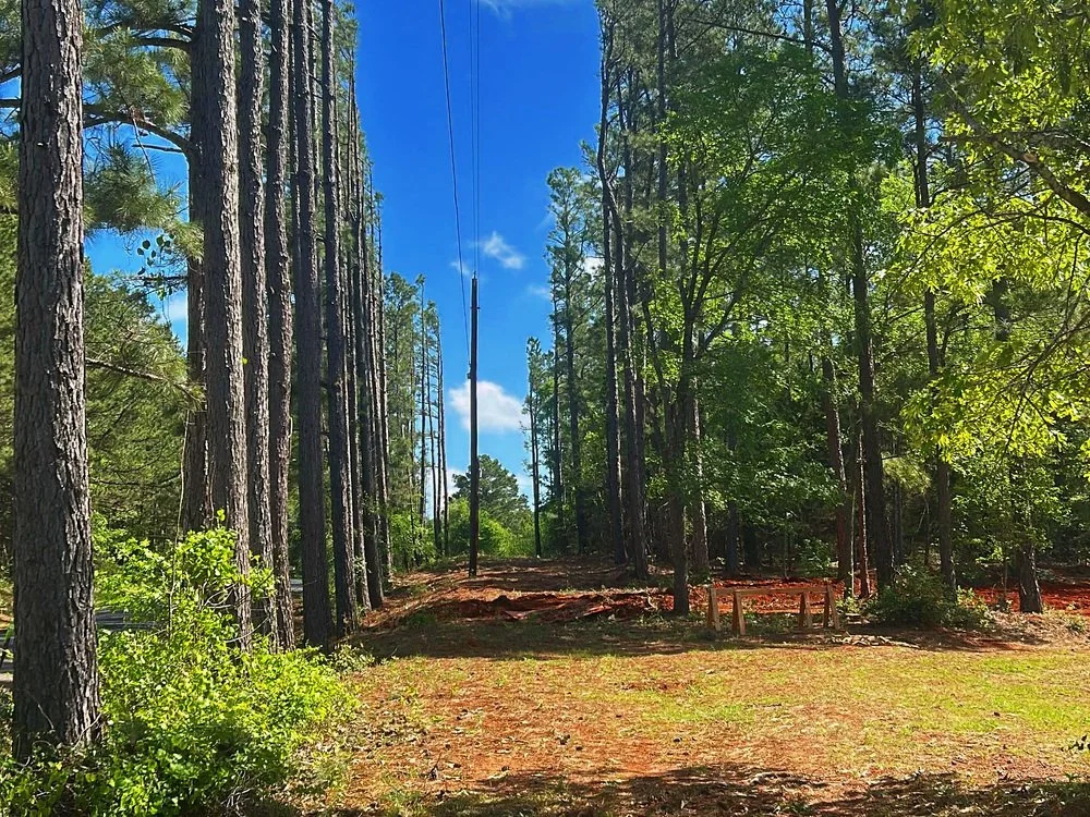 Utility corridor running between tall pine trees.