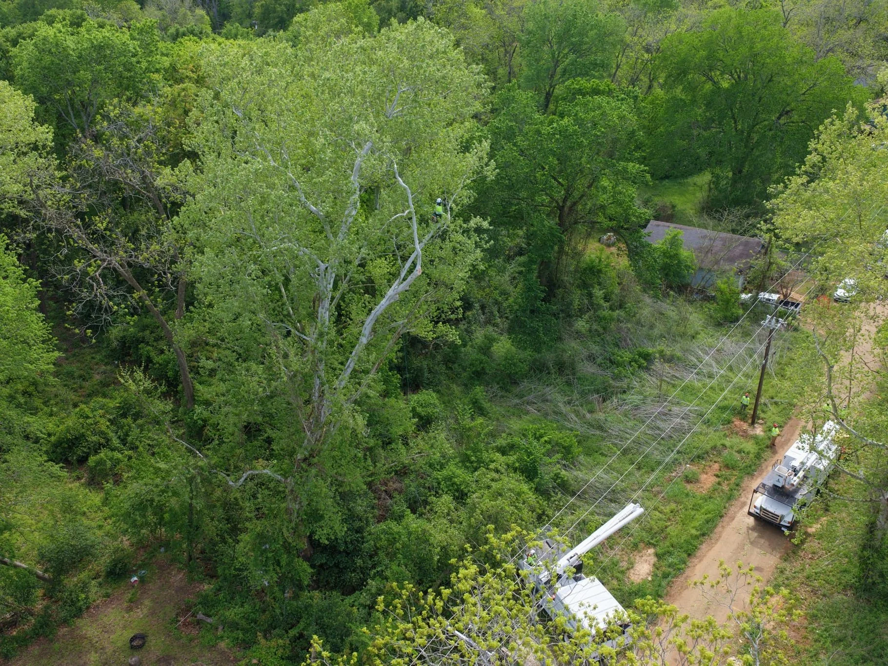 Aerial view of a tree-work site with crew members, bucket trucks, and overhead lines.