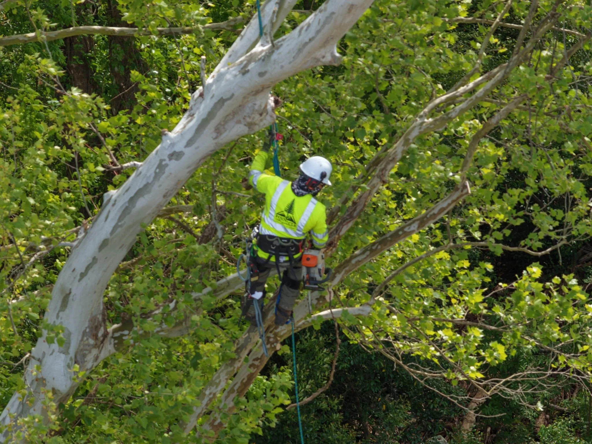 Pinnacle crew member climbing a tree using ropes and a harness.