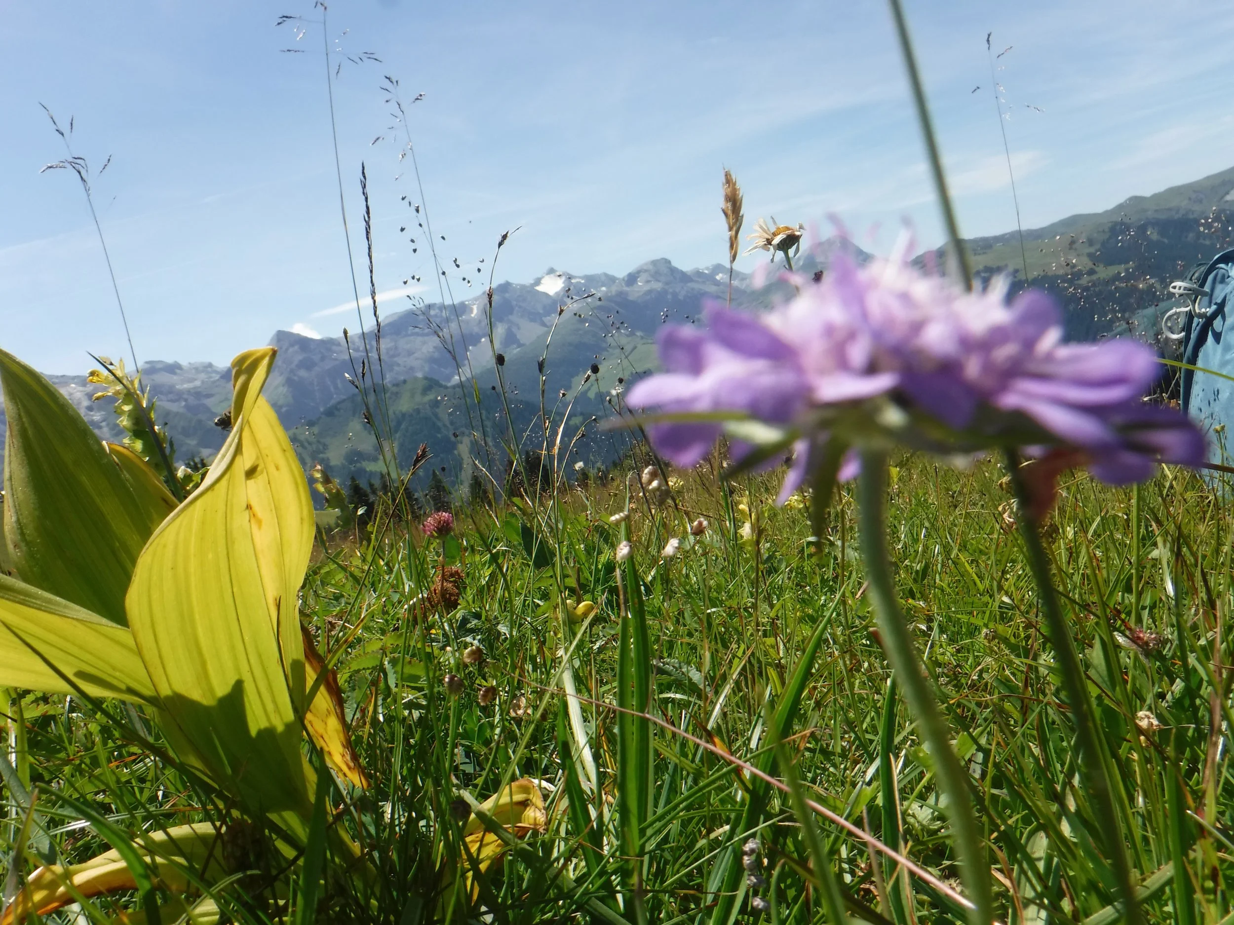 Wildflowers and grass in a mountain meadow with snowy peaks in the background during daytime.