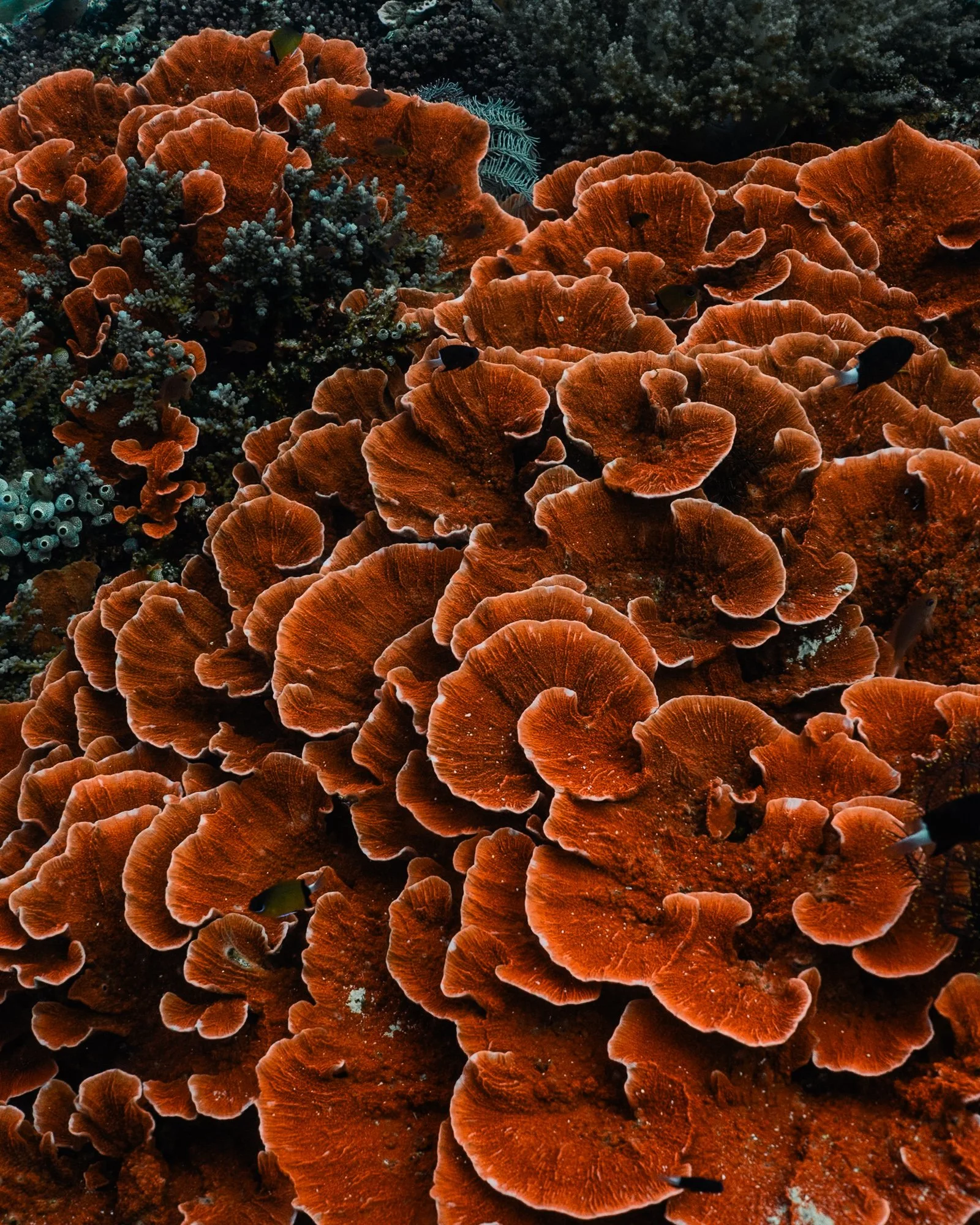 coral2.jpg