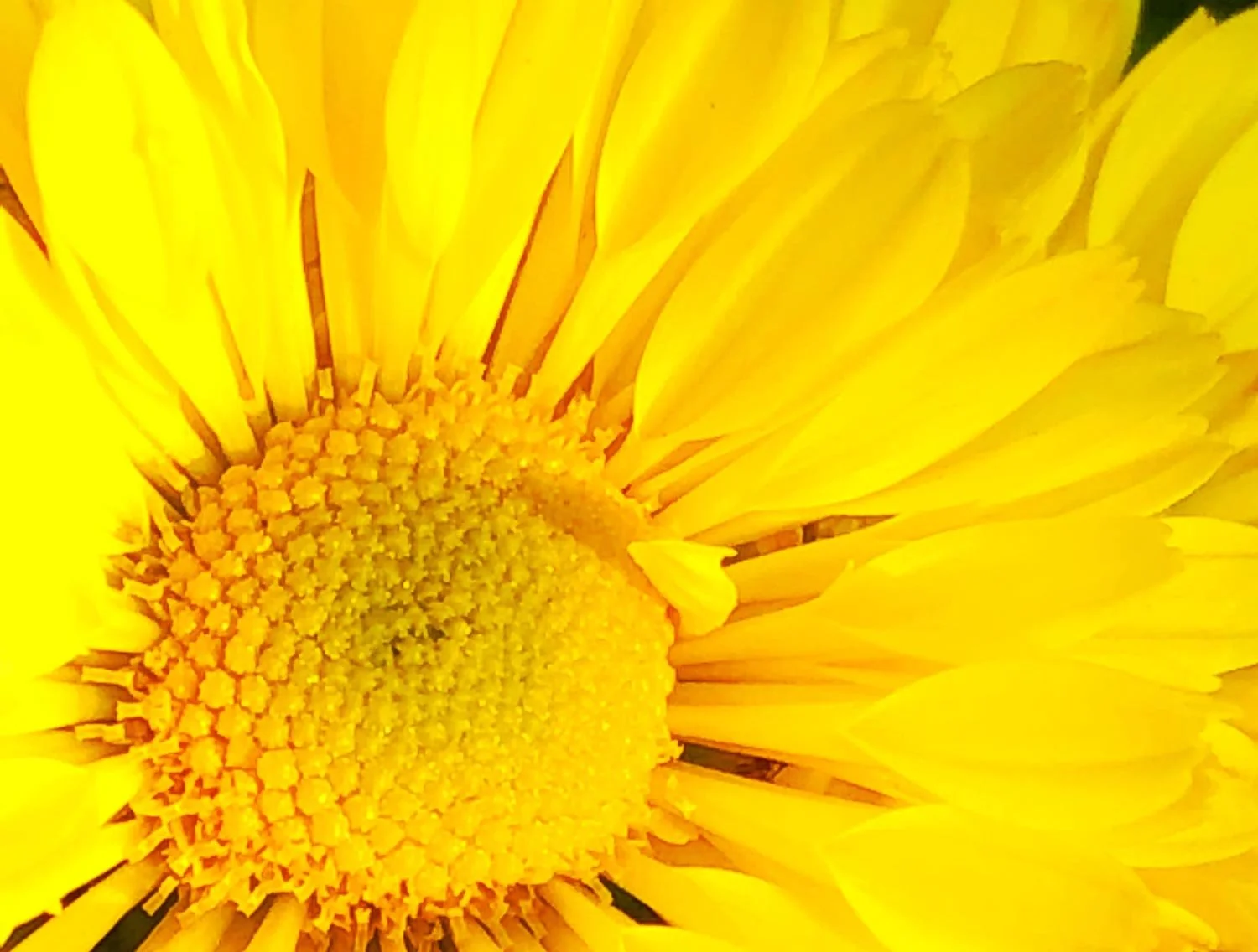 Close-up of a bright yellow sunflower with detailed center and petal arrangement.