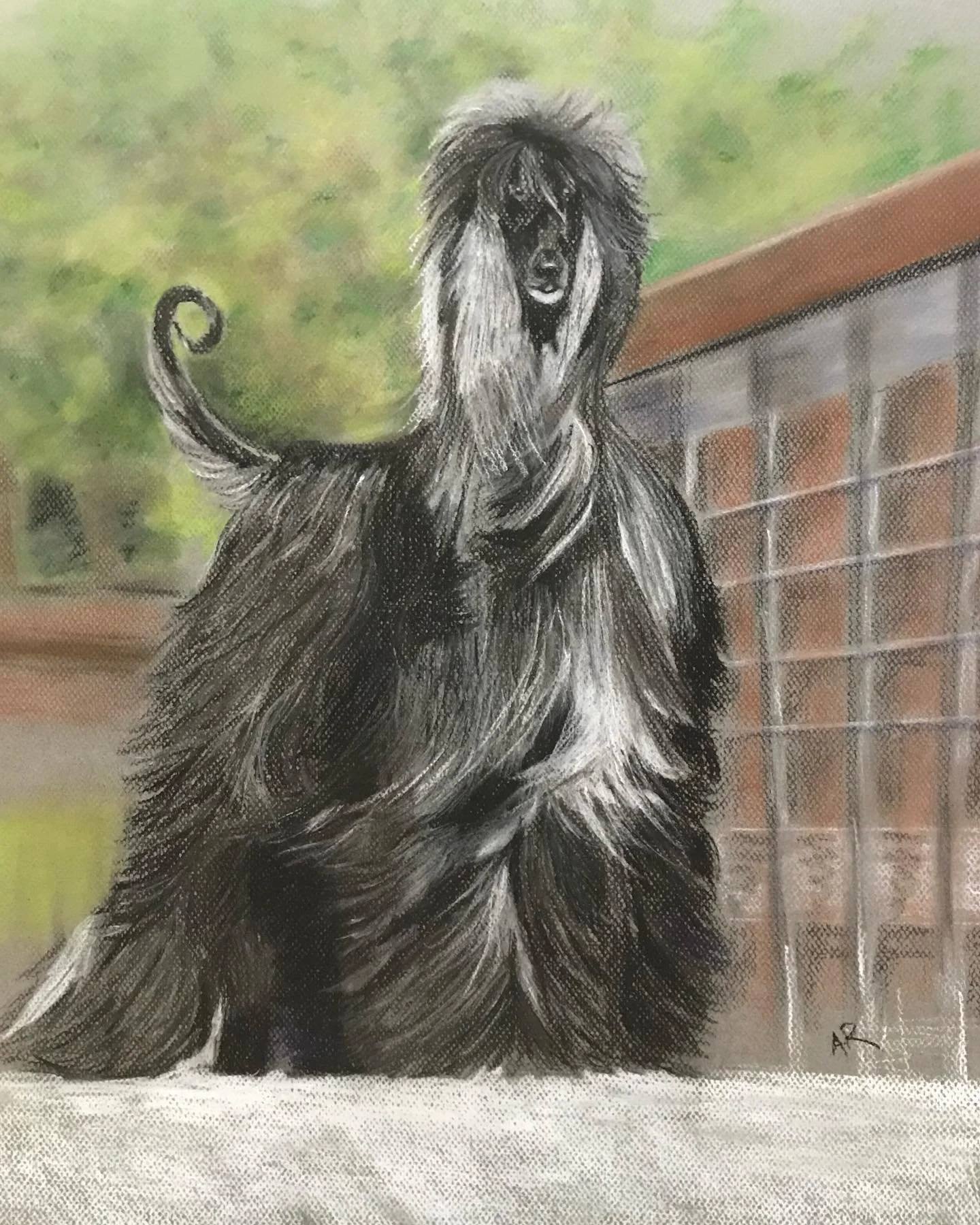 #petportraits #afghanhounddrawing