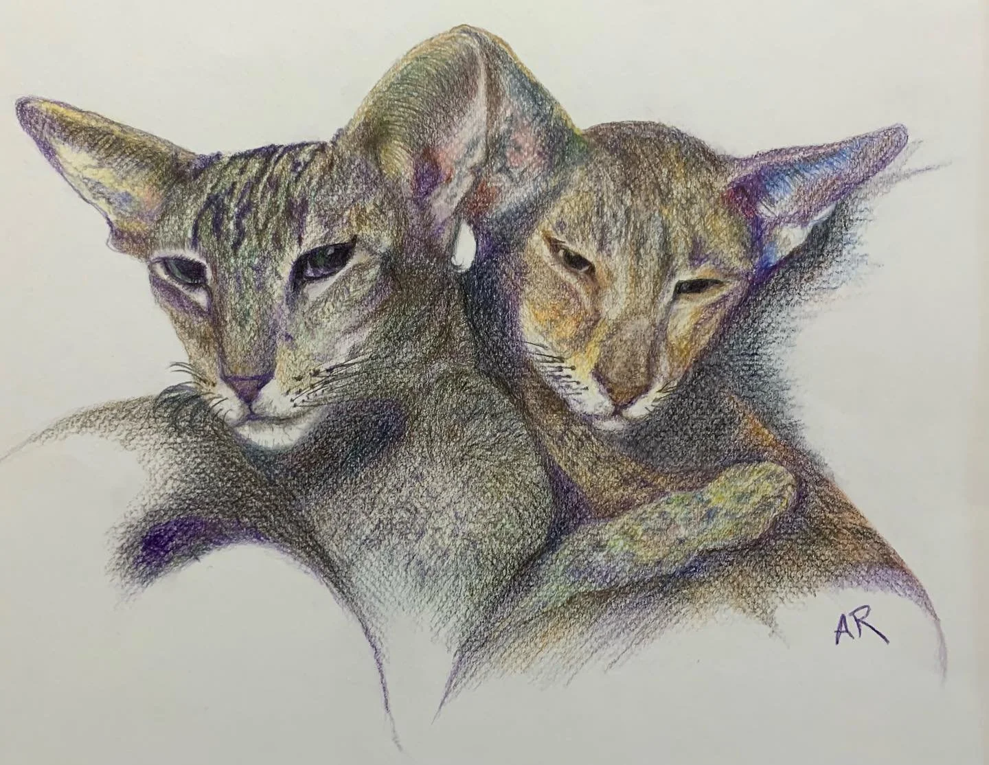 #petportraits#catdrawing