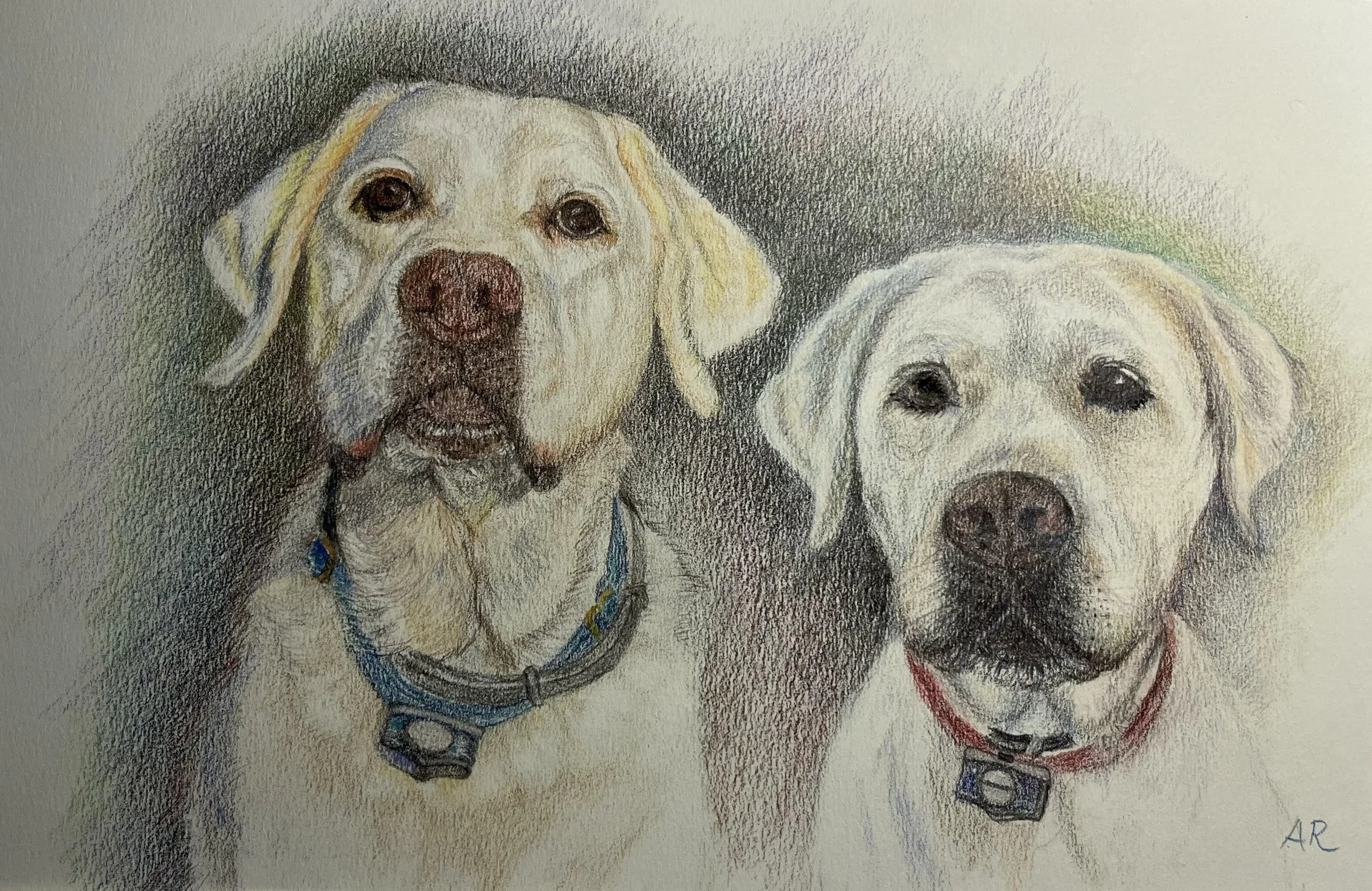 Yellow Labs.jpg