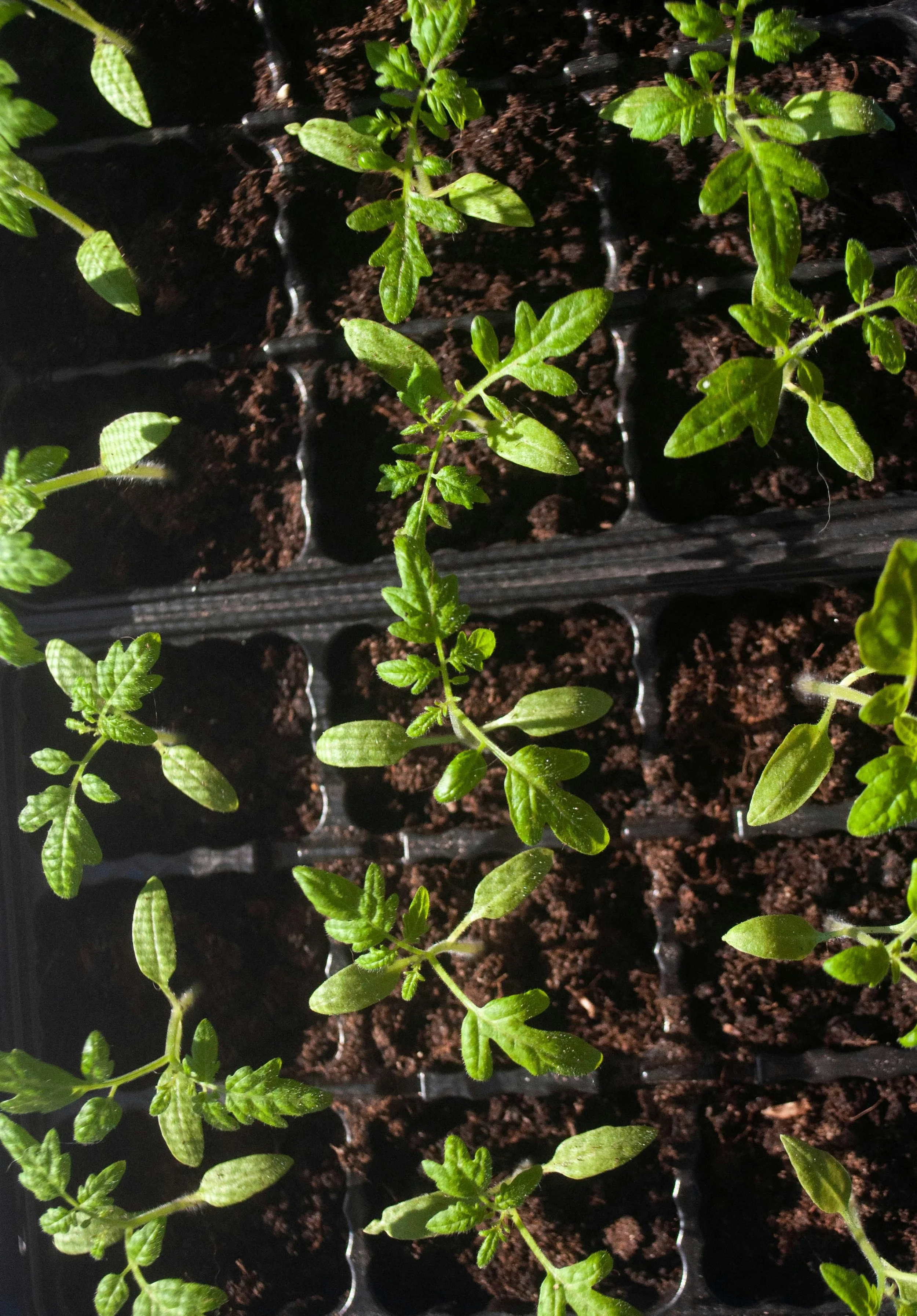 Young green seedlings growing in black plastic trays filled with dark soil.