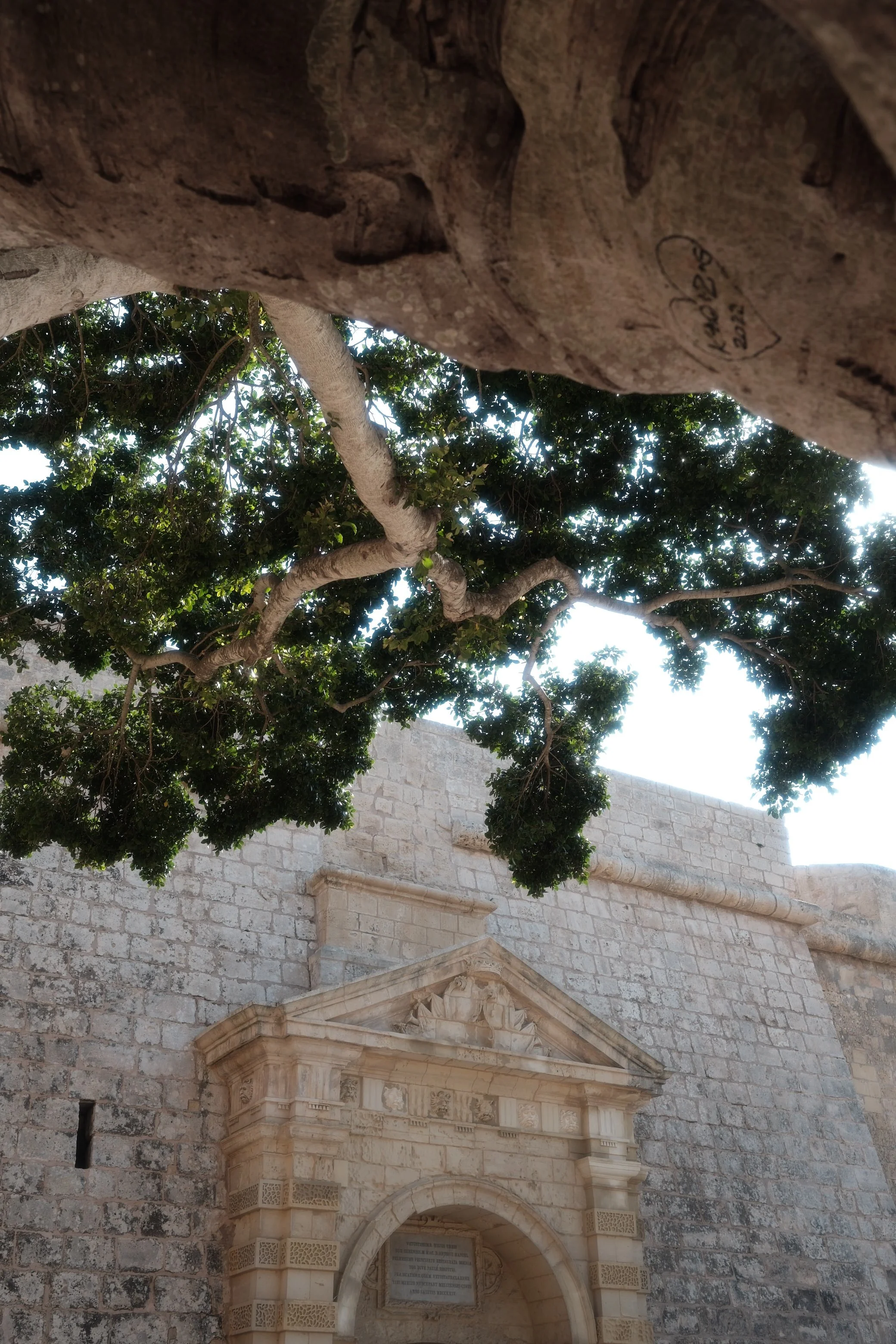 Historic stone building with a detailed archway entrance, overlooking a tree with dense green foliage.