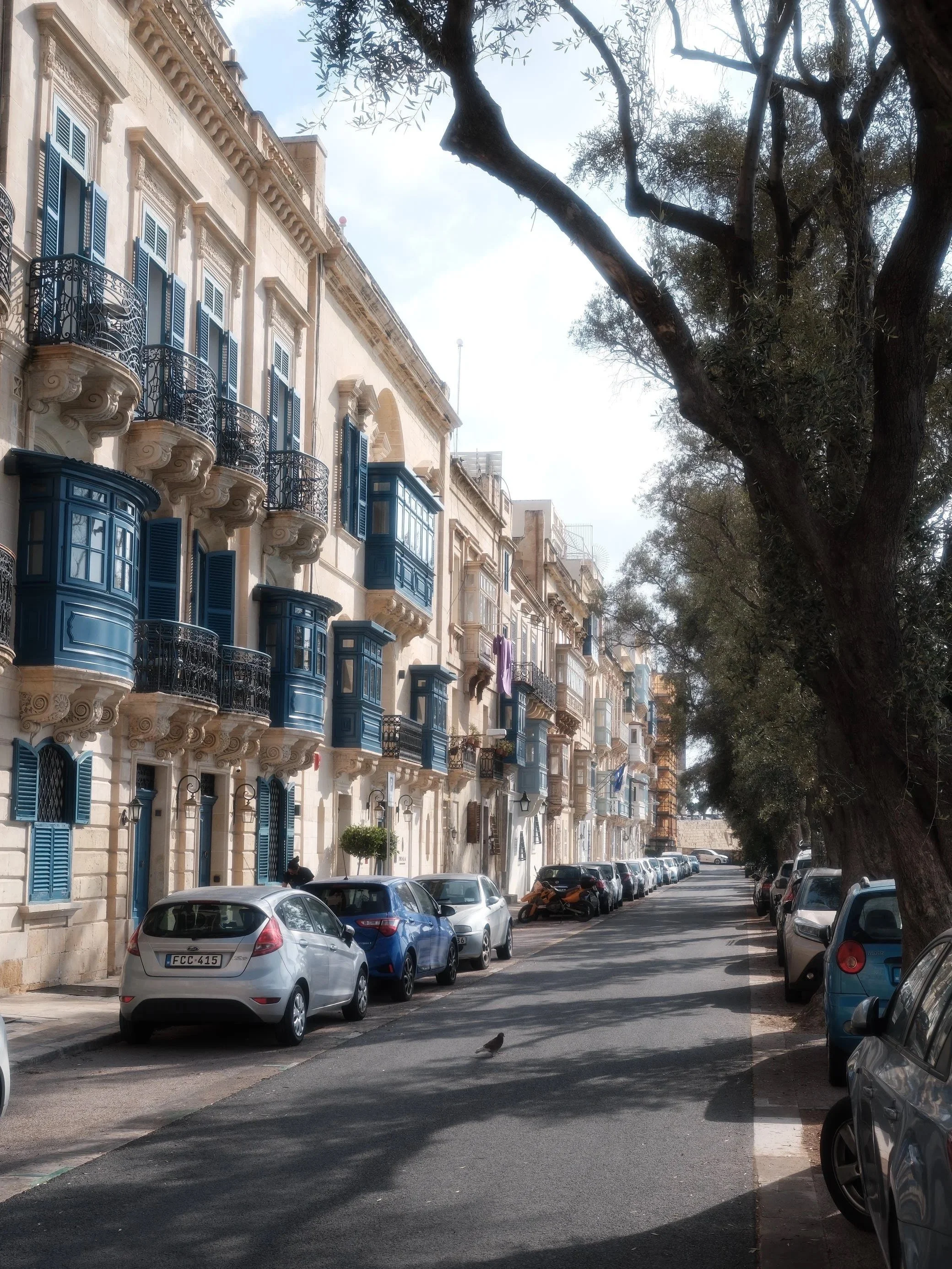 A quiet street lined with historic buildings featuring ornate balconies with blue shutters. There are cars parked along both sides of the street and a large tree with sprawling branches shades the road. A bird is visible on the pavement nearby.