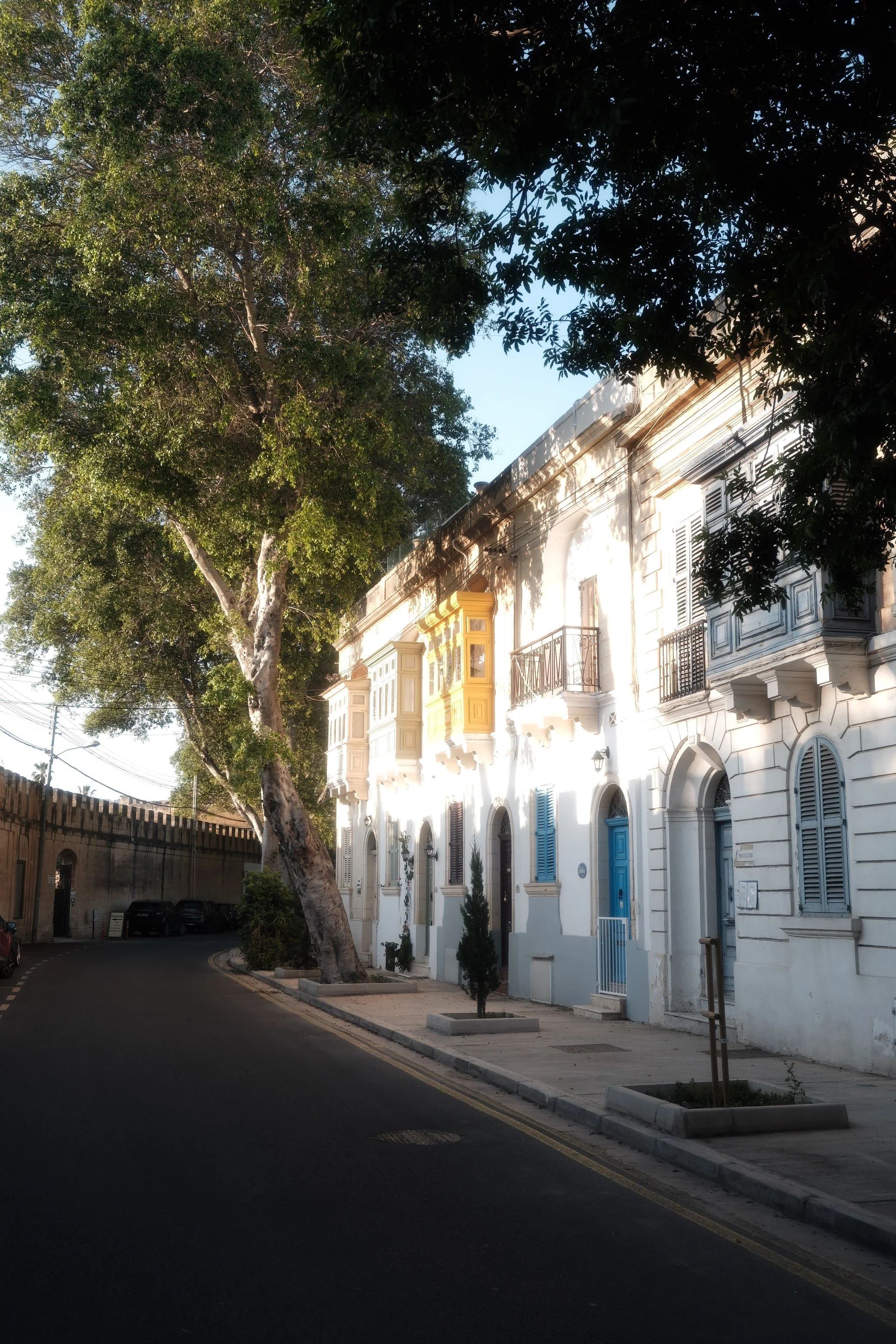 A sunlit street with white colonial-style buildings featuring colorful balconies, shutters, and a sidewalk lined with small trees. A large tree with thick branches and green leaves is in the foreground, partially shading the buildings. The street cur