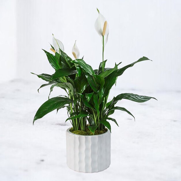The Peace Lily