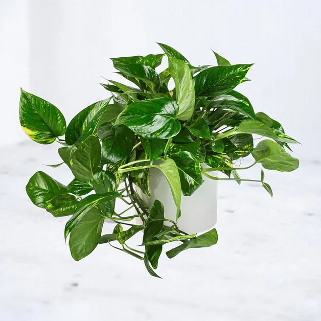 Pothos Plant