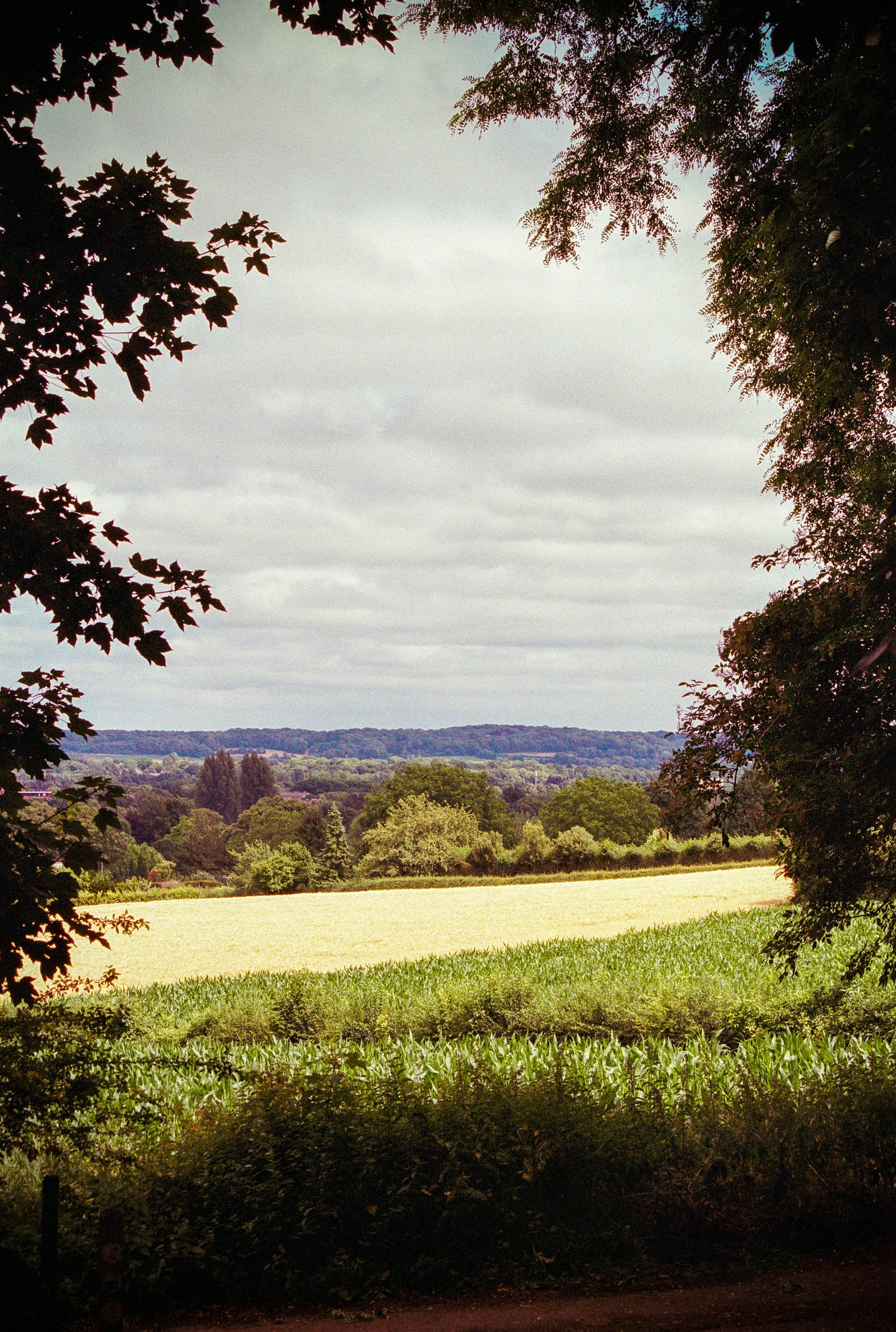 A sunlit countryside vista framed by trees, with green fields stretching toward a forested horizon