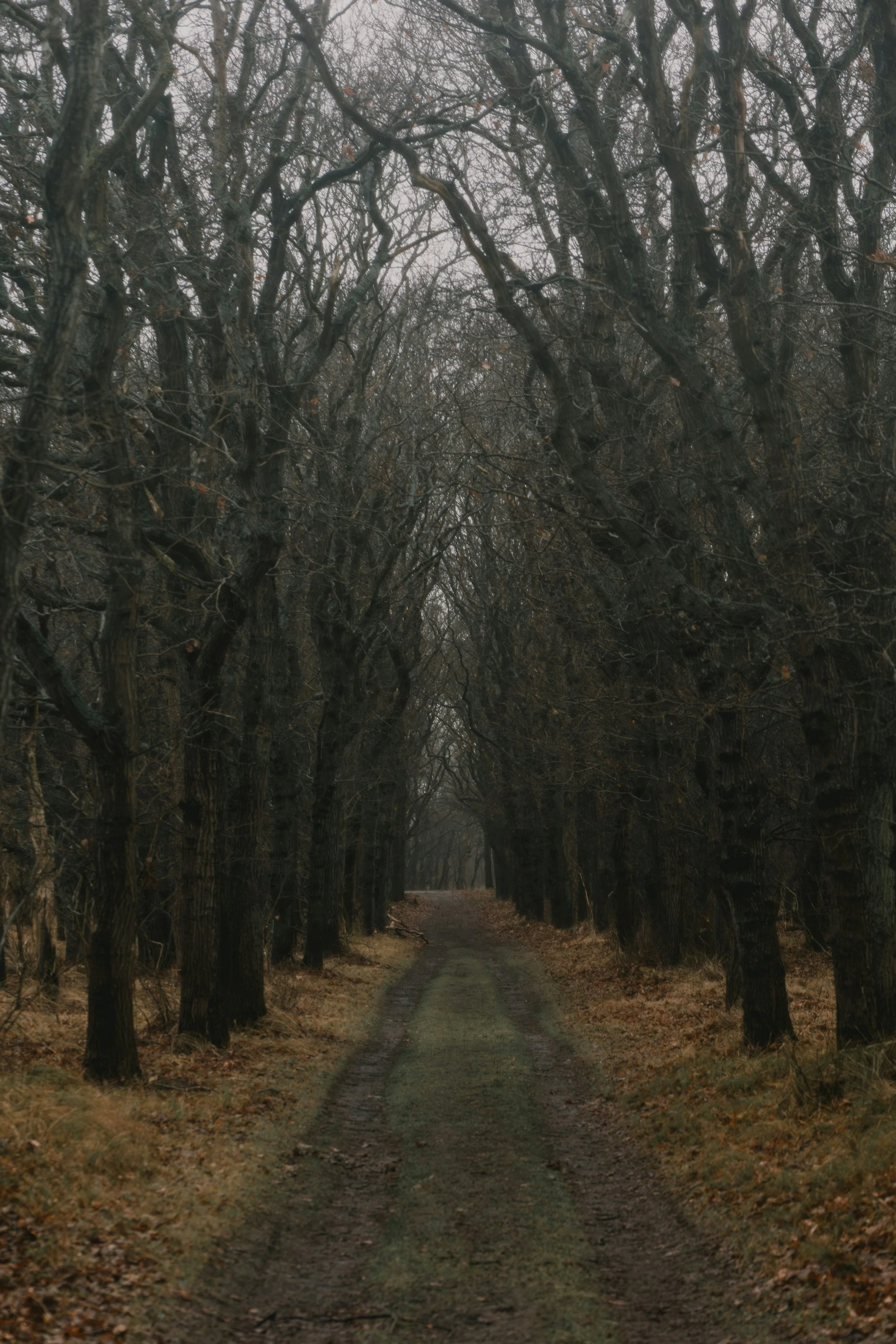 A quiet forest path disappearing into soft mist