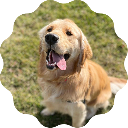 Golden retriever dog with her tongue out outside