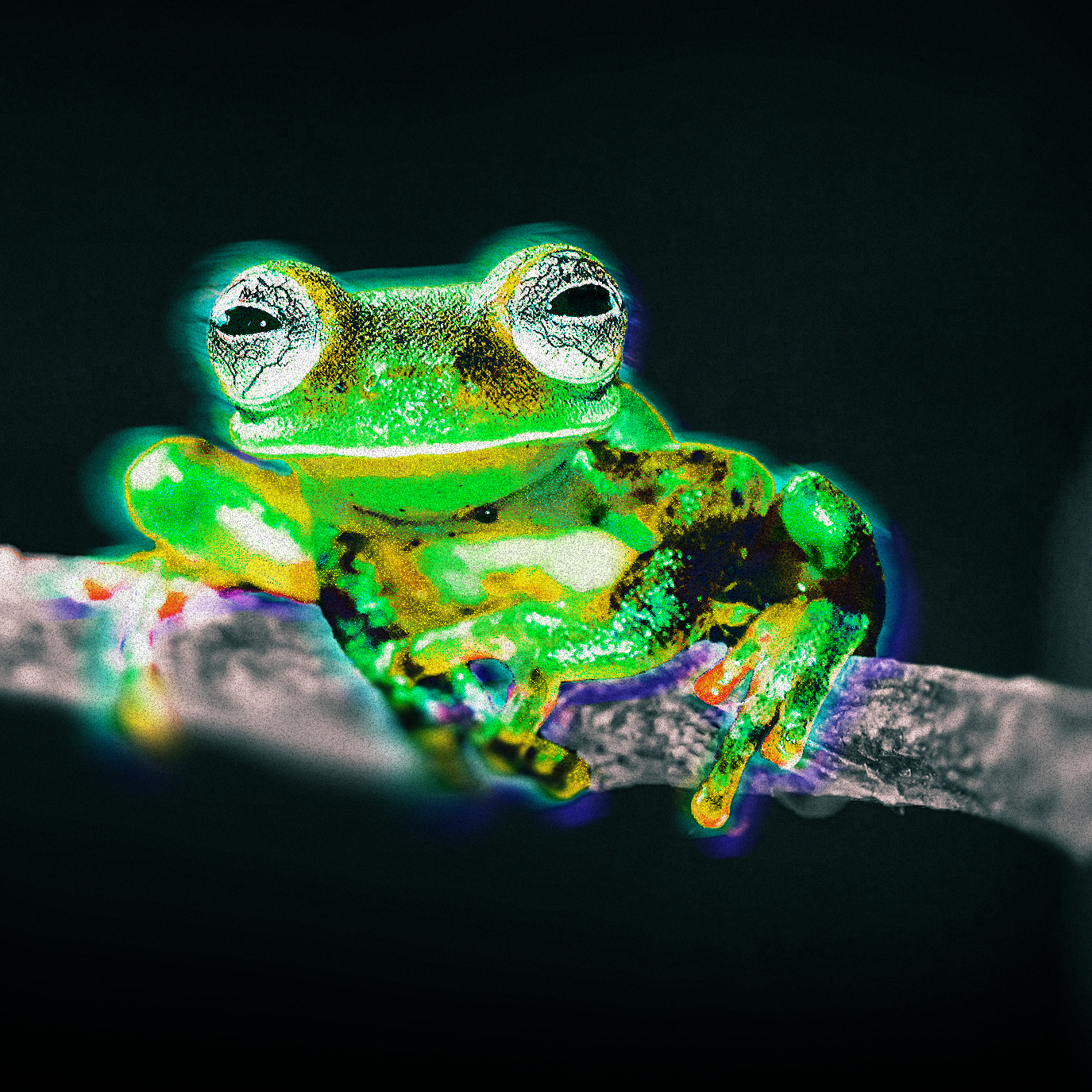 Glow-in-the-dark frog sitting on a branch against a dark background.