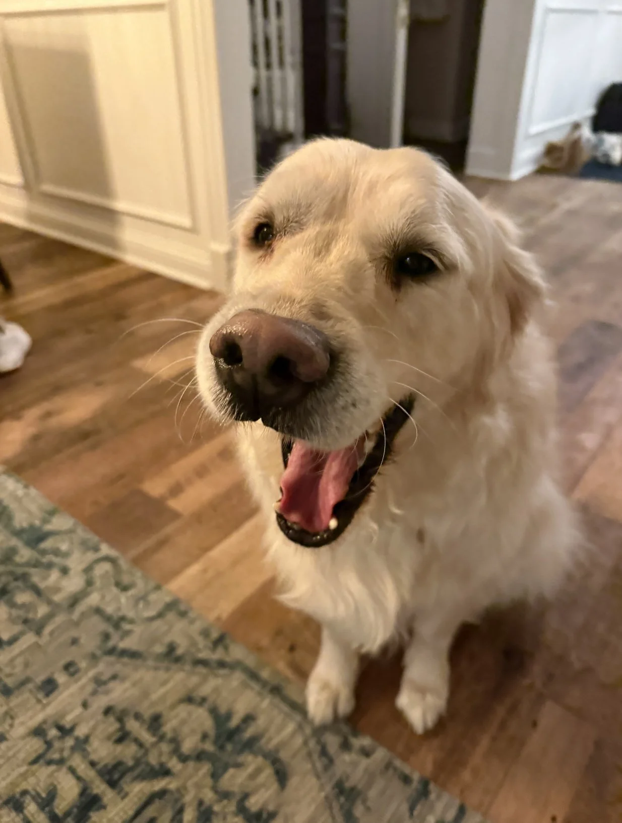 A cream-colored Golden Retriever sits indoors on a hardwood floor with its mouth open in a happy expression, next to a patterned rug in a warmly lit home.