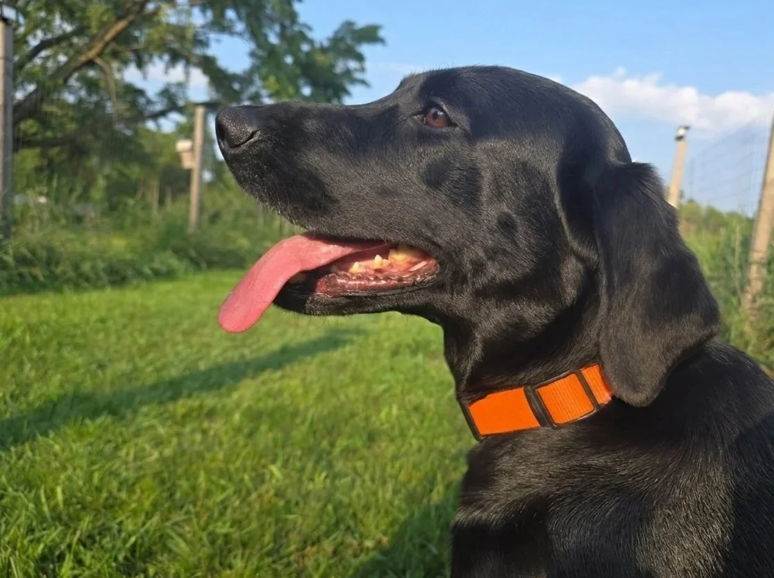 A black Labrador retriever wearing a bright orange collar sits in a grassy field, panting with its tongue out in warm sunlight.