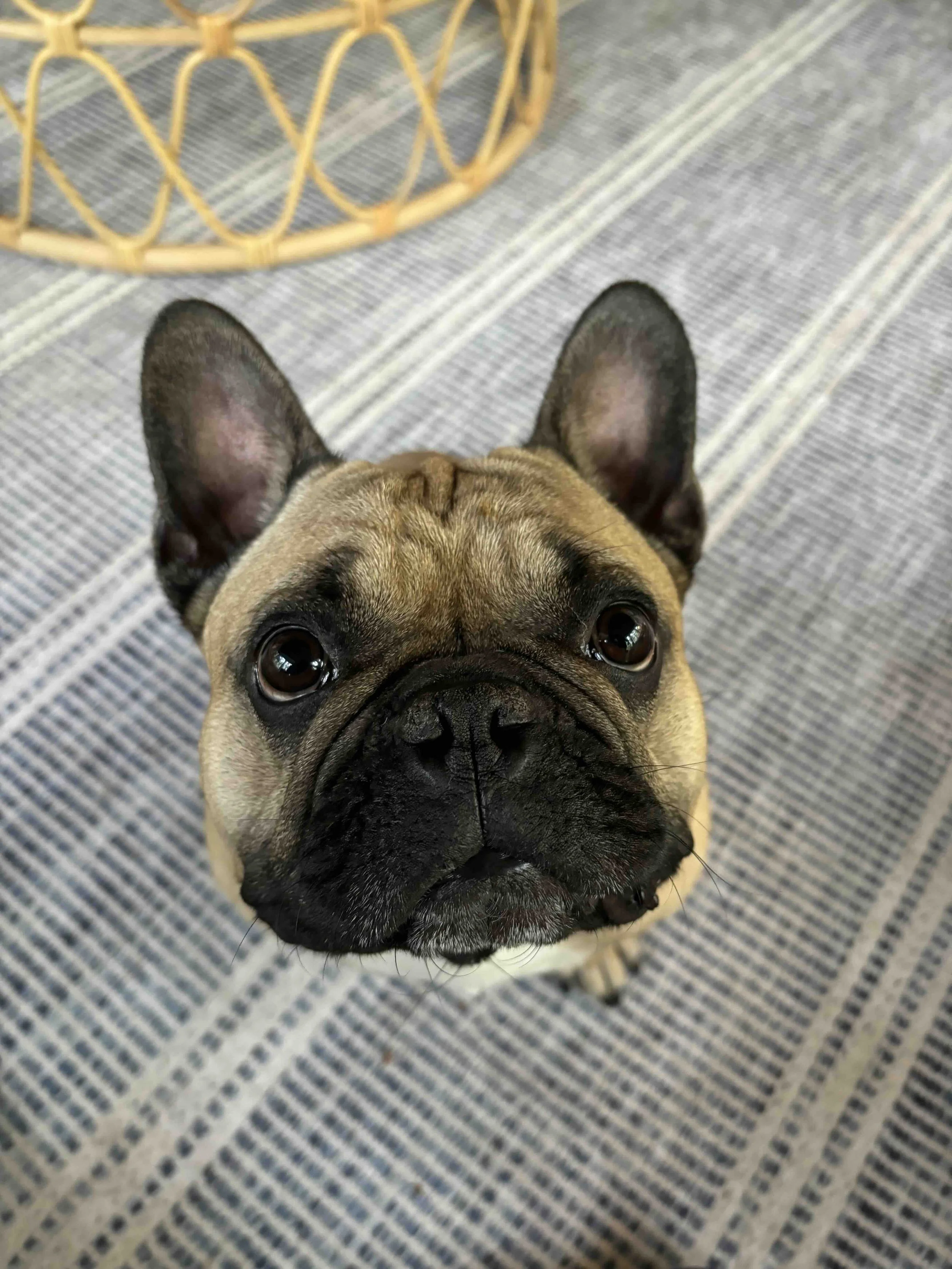 A close-up of a French Bulldog looking up at the camera, with a patterned rug beneath it and part of a yellow woven basket in the background.