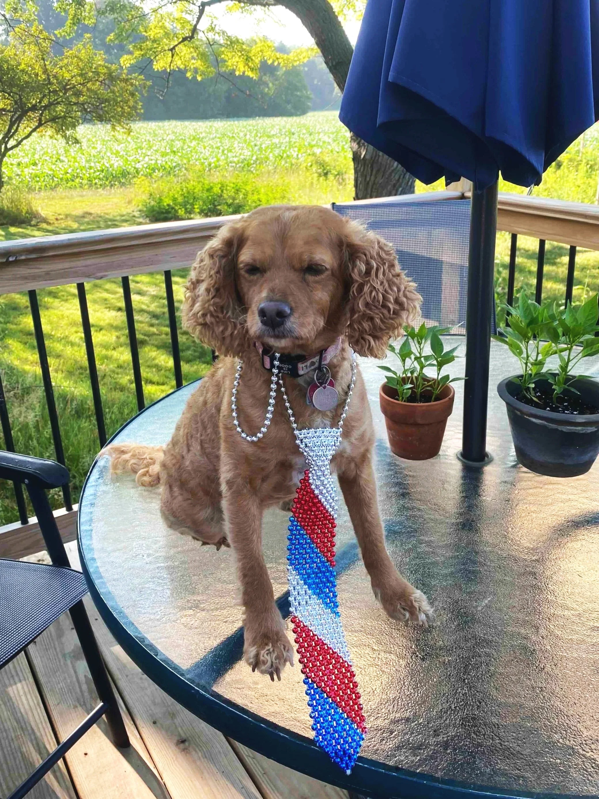 A tan cocker spaniel sits on a glass patio table wearing a red, white, and blue beaded necktie, with potted plants, a deck umbrella, and a green field in the background.