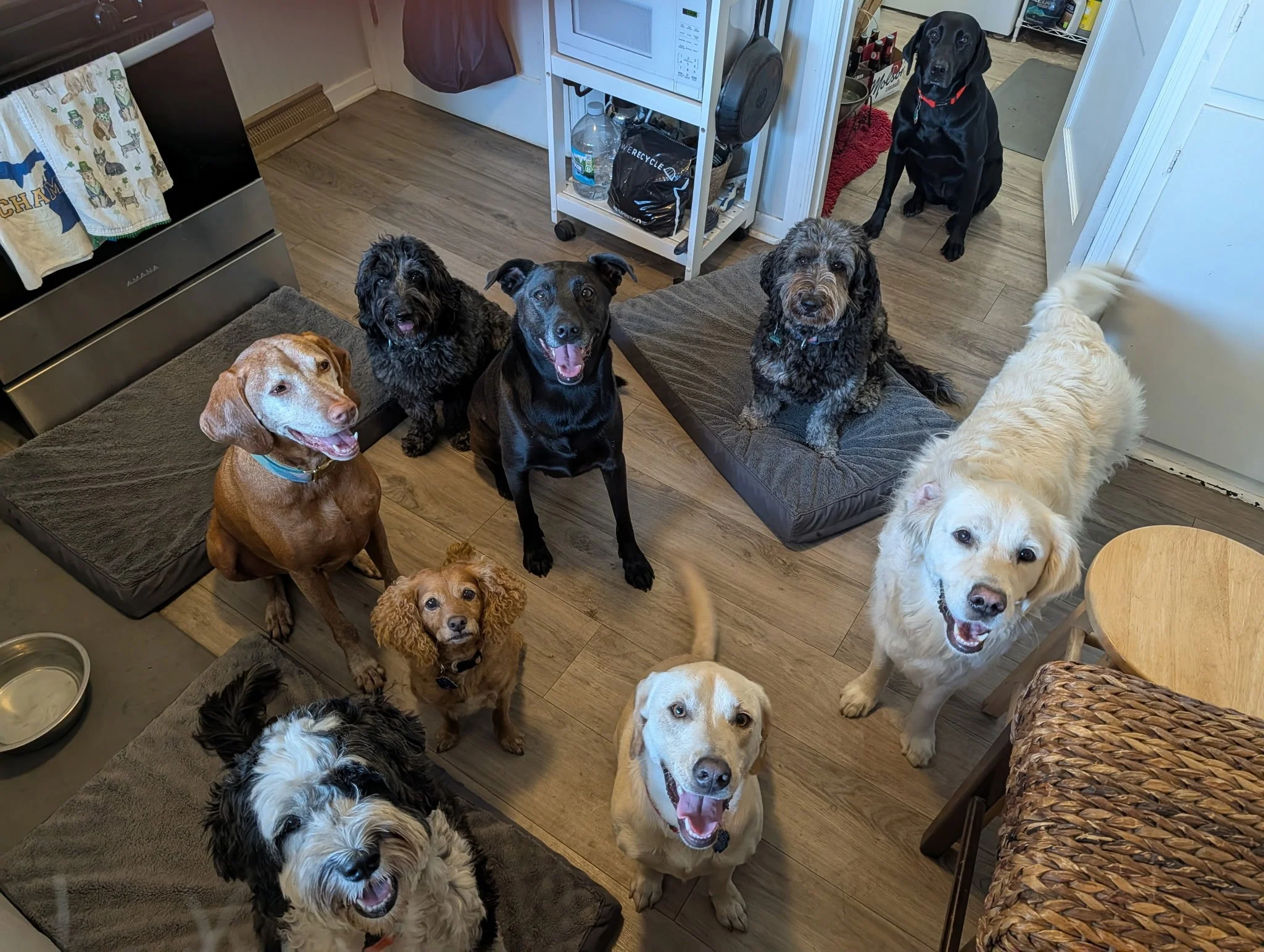 Nine dogs of different breeds gather in a kitchen and look up toward the camera, with dog beds, a water bowl, and cozy home details around them.