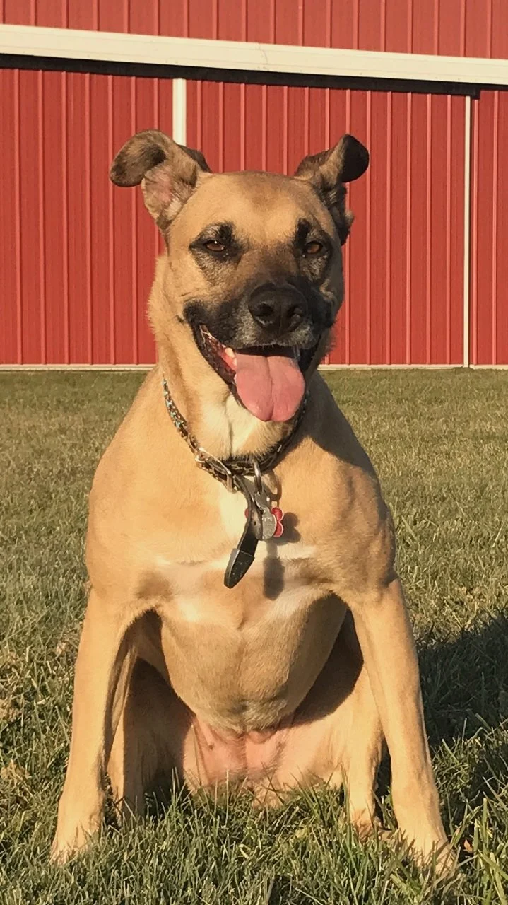 A tan mixed-breed dog sits on grass in front of a red barn, panting with its tongue out in warm sunlight.