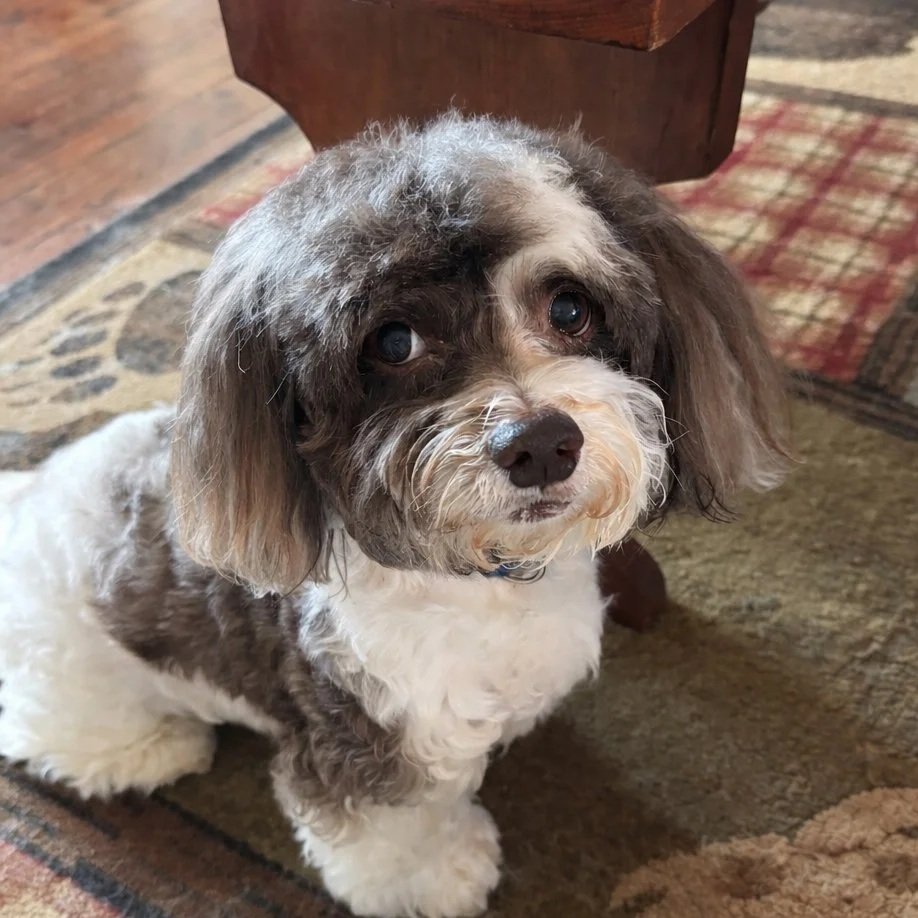 A small dog with gray, white, and brown curly fur sitting on a carpeted floor.