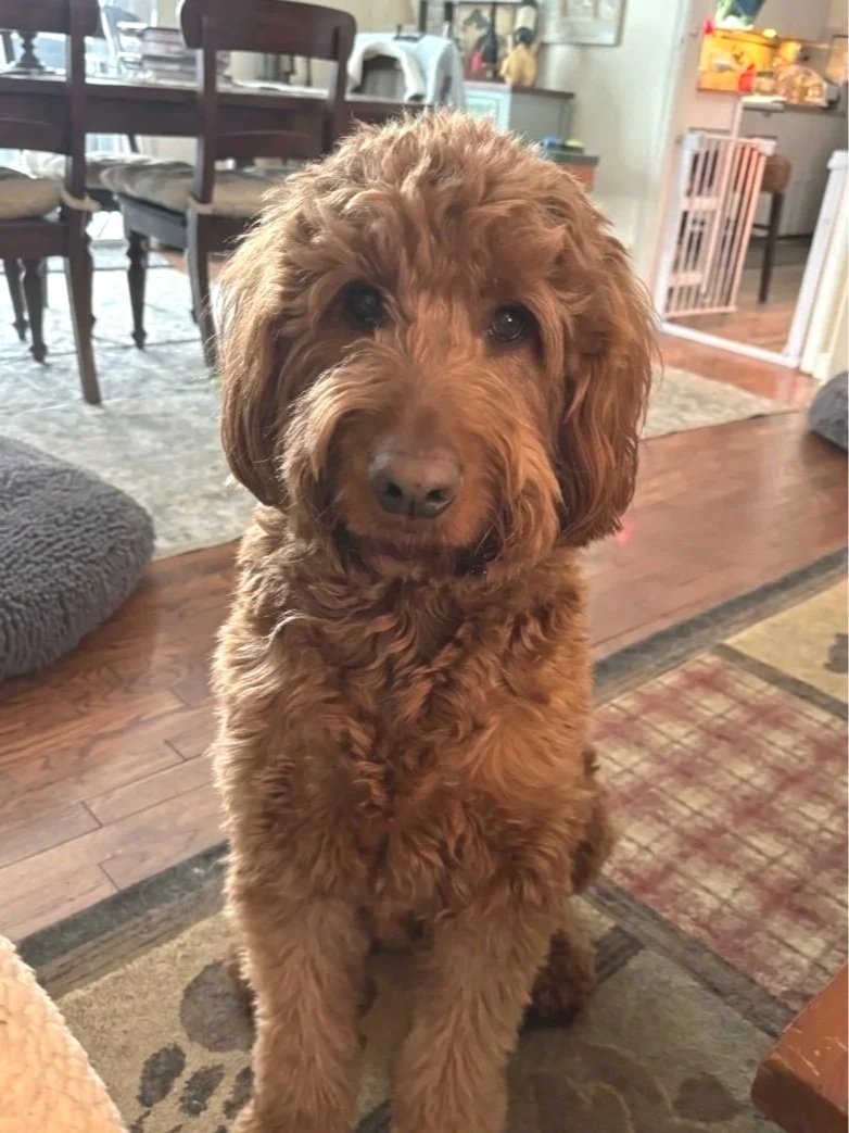 A fluffy reddish-brown doodle dog sits indoors on a patterned rug, looking directly at the camera. The dog has curly fur, floppy ears, and dark round eyes, with a dining table, dog beds, and a baby gate visible in the cozy home background.