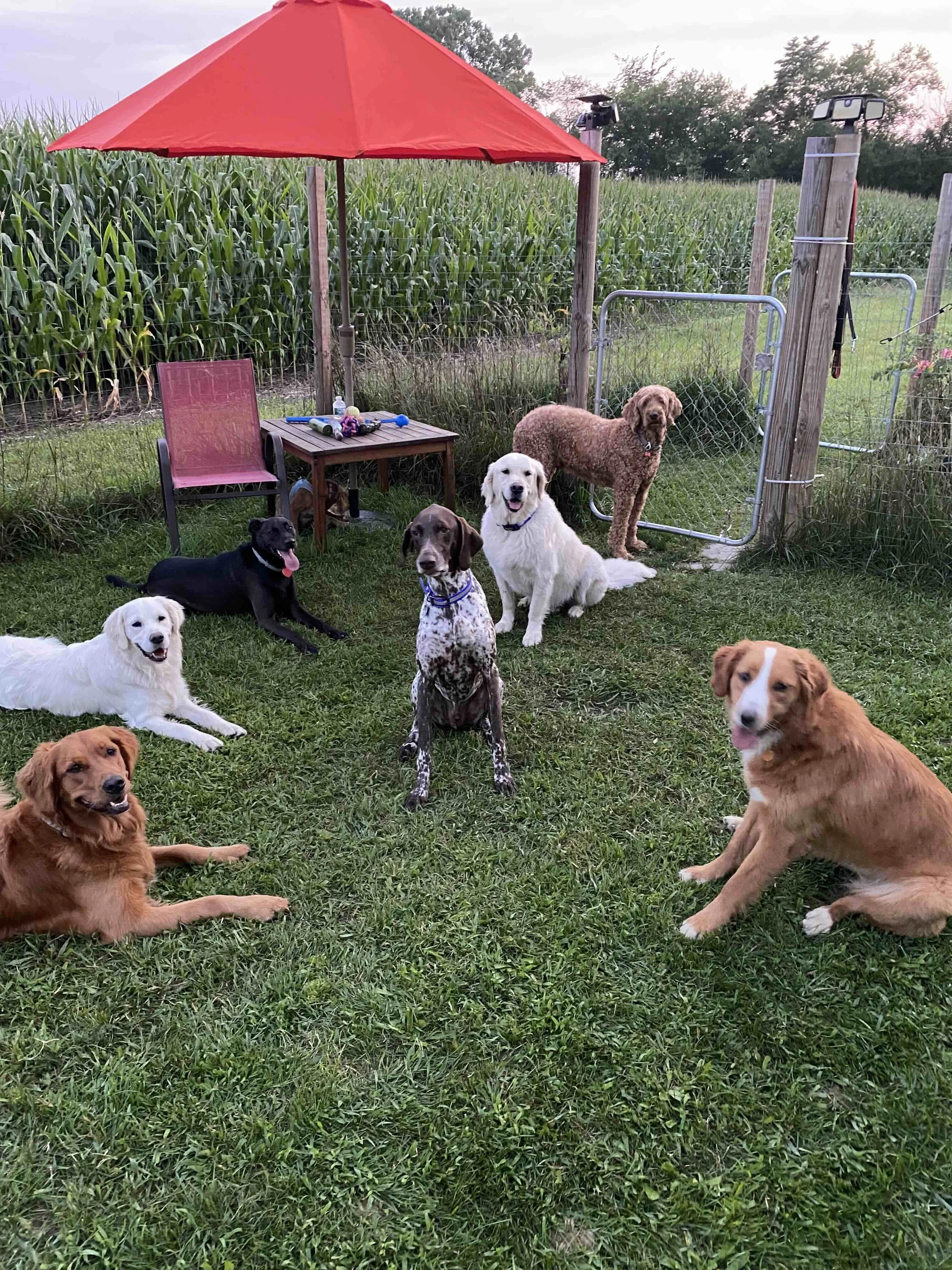 Seven dogs of different breeds relax together on a grassy fenced yard beside a red patio umbrella, with a cornfield and trees in the background.
