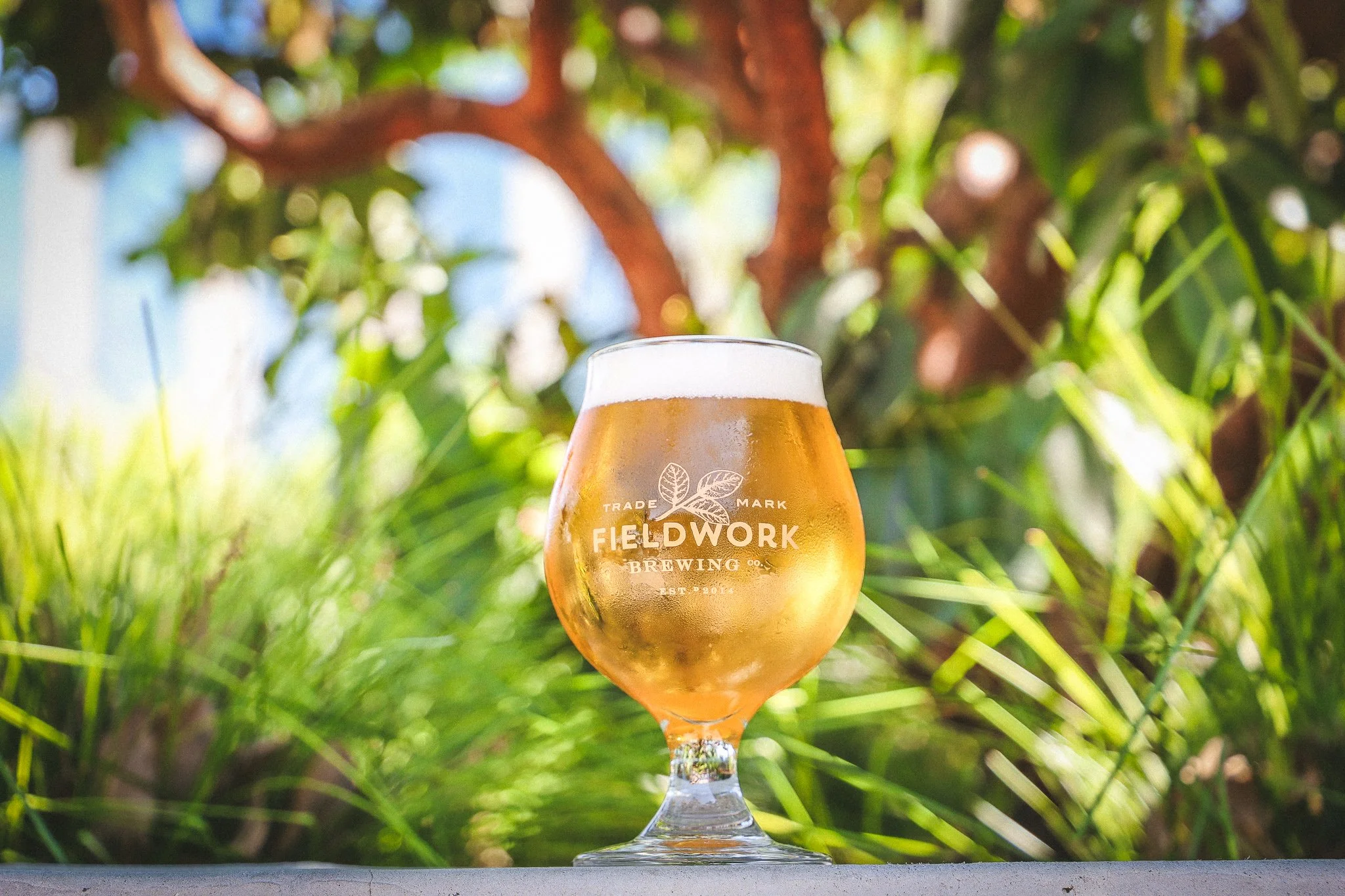 A tulip-shaped glass of golden beer with a foamy head, branded with 'Fieldwork Brewing' in front of a blurred green and brown outdoor background.