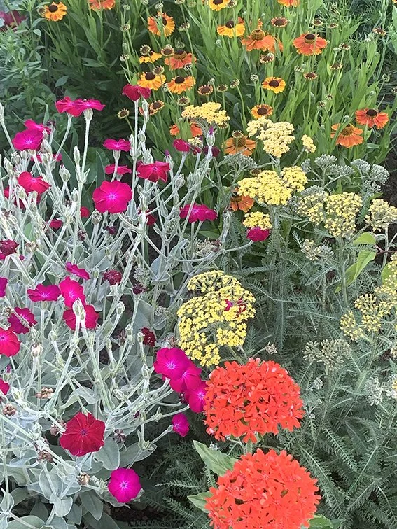Colorful garden with pink, yellow, orange, and red flowers