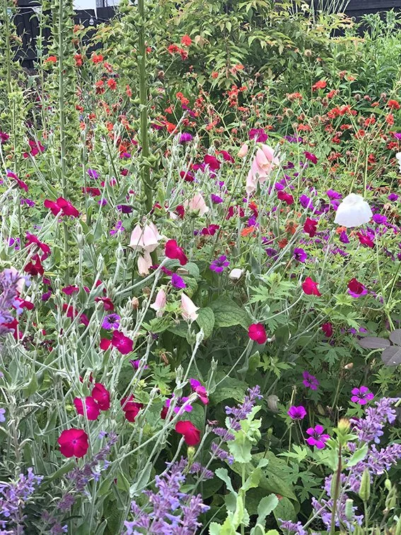 A vibrant garden filled with various blooming flowers in purple, pink, white, and red, with lush green foliage.