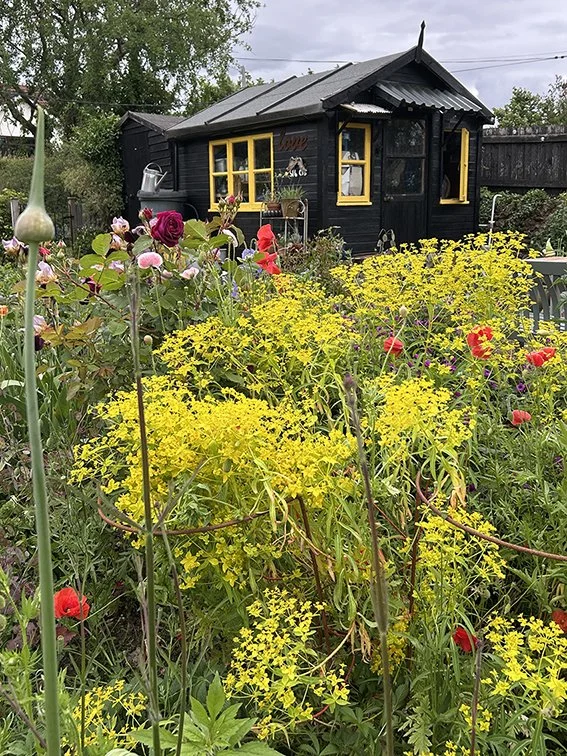 A black wooden garden shed with yellow window frames, surrounded by colorful flowers and greenery in a garden.