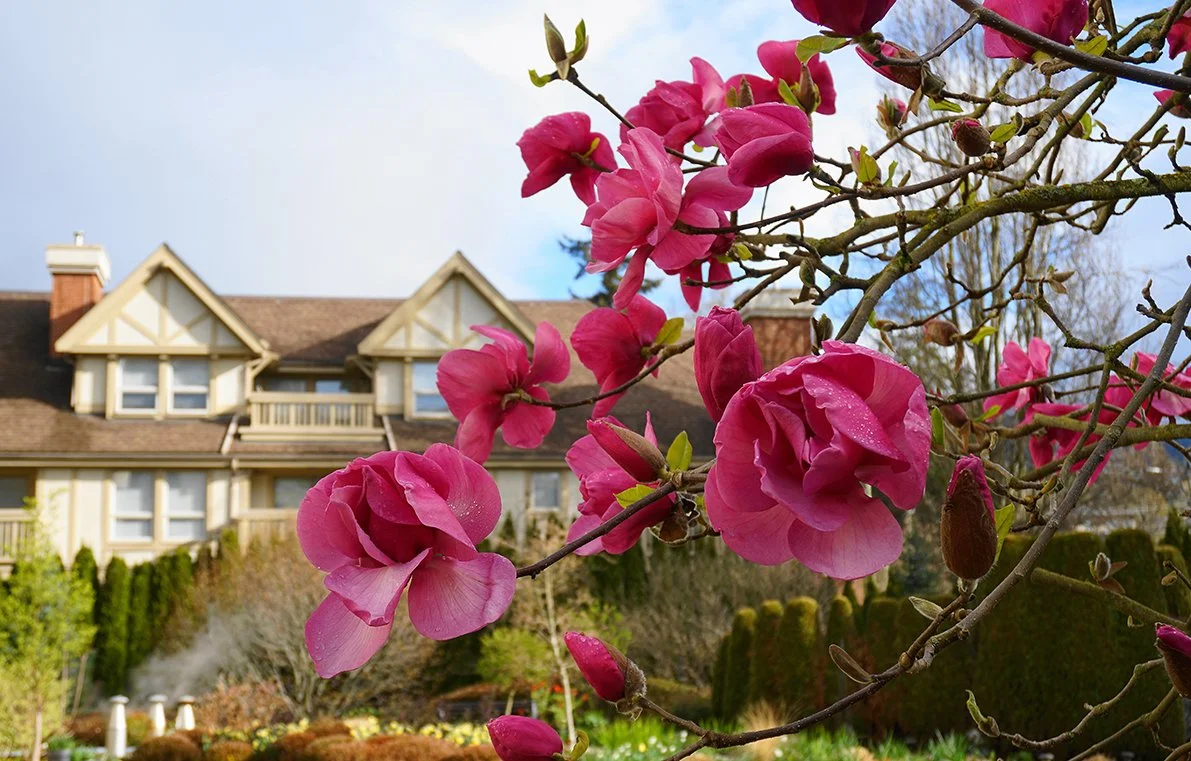 Close-up of pink magnolia flowers on a tree branch with droplets of water, in front of a house with a brown roof and beige trim.