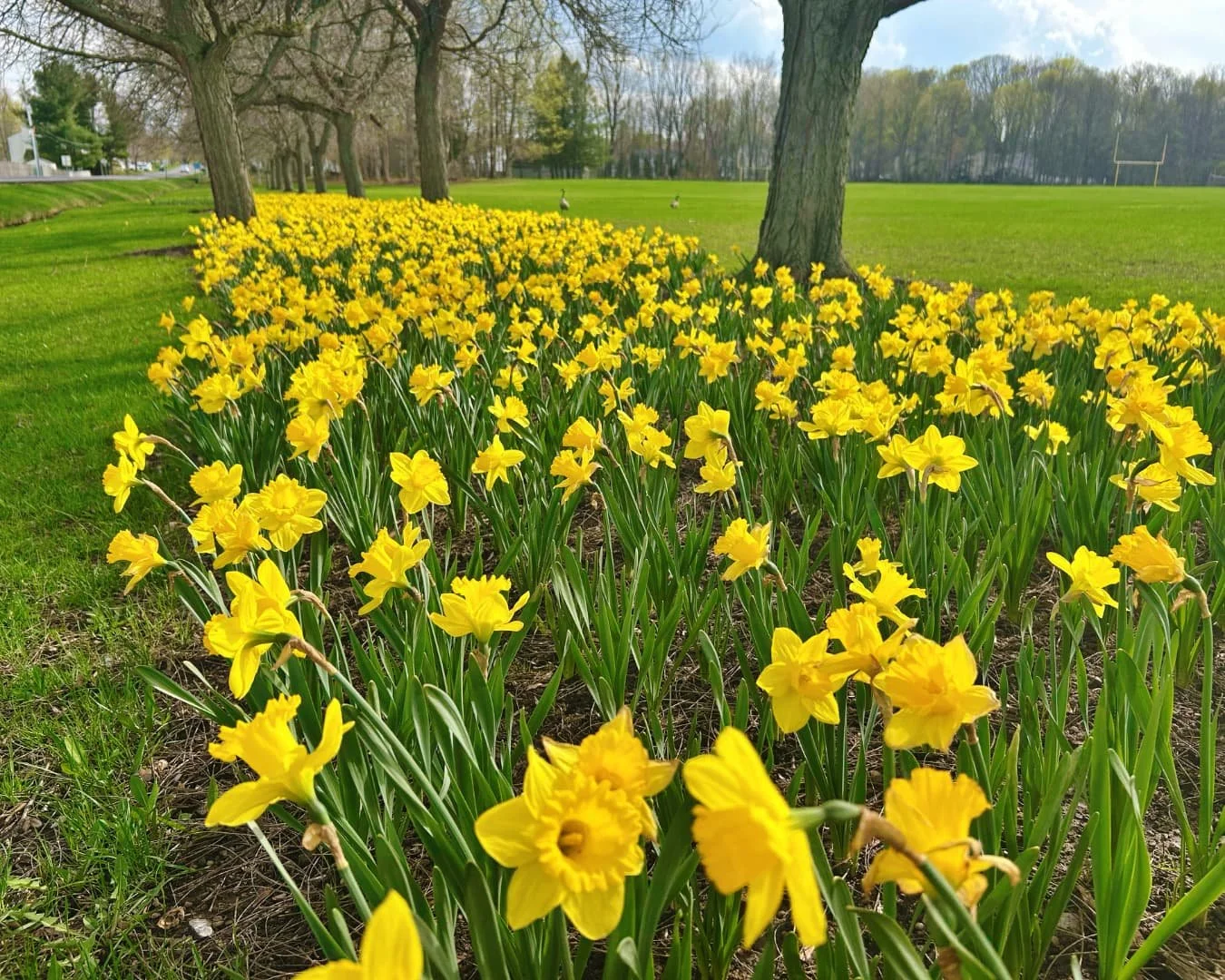 Large bed of blooming yellow daffodils in Reese’s Remembrance Garden at Lysander Park.